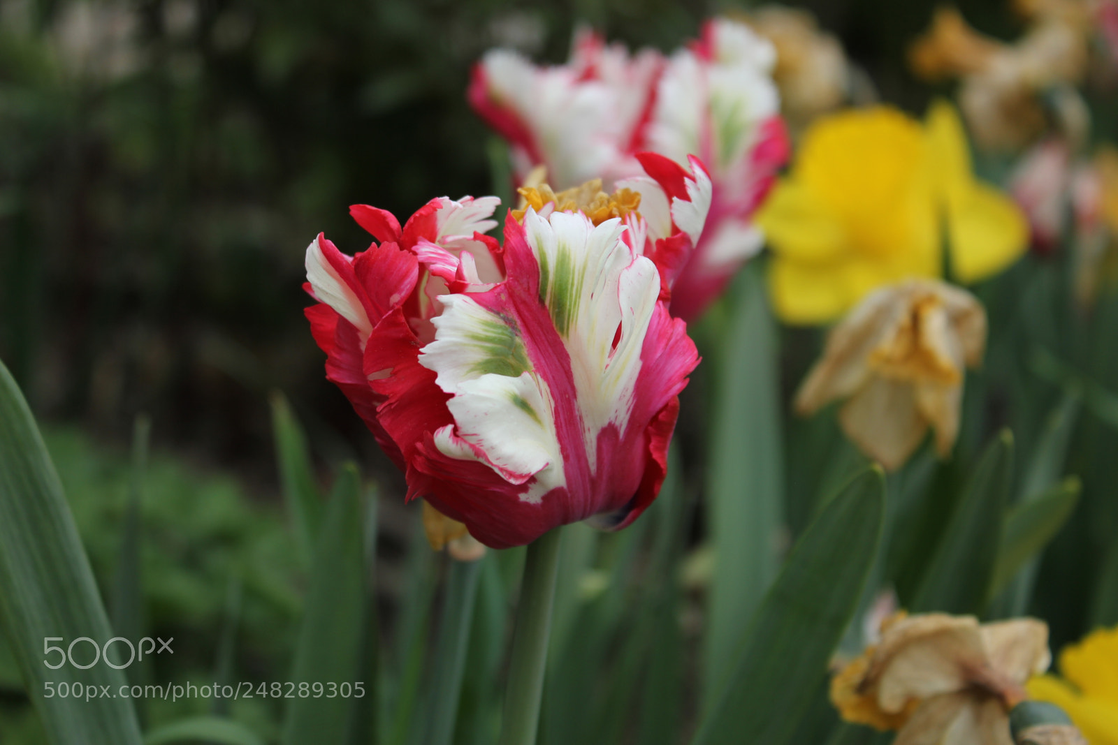 Canon EF-S 18-55mm F3.5-5.6 IS sample photo. Tulips edward's gardens, toronto photography
