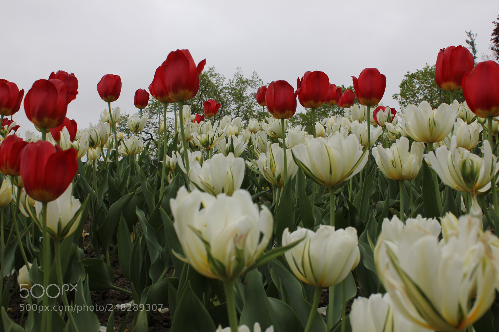 Canon EF-S 18-55mm F3.5-5.6 IS sample photo. Tulips edward's gardens, toronto photography