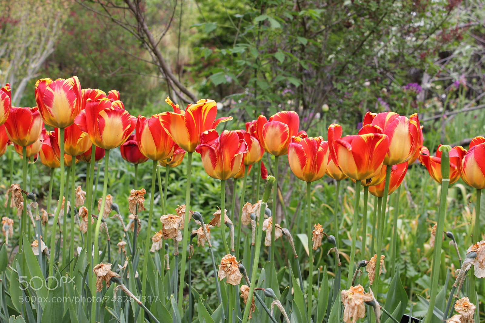 Canon EF-S 18-55mm F3.5-5.6 IS sample photo. Tulips edward's gardens, toronto photography