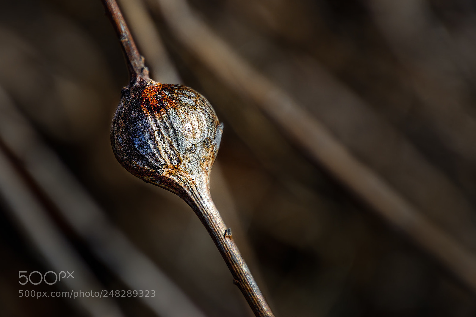 Nikon D7100 sample photo. The gall! photography
