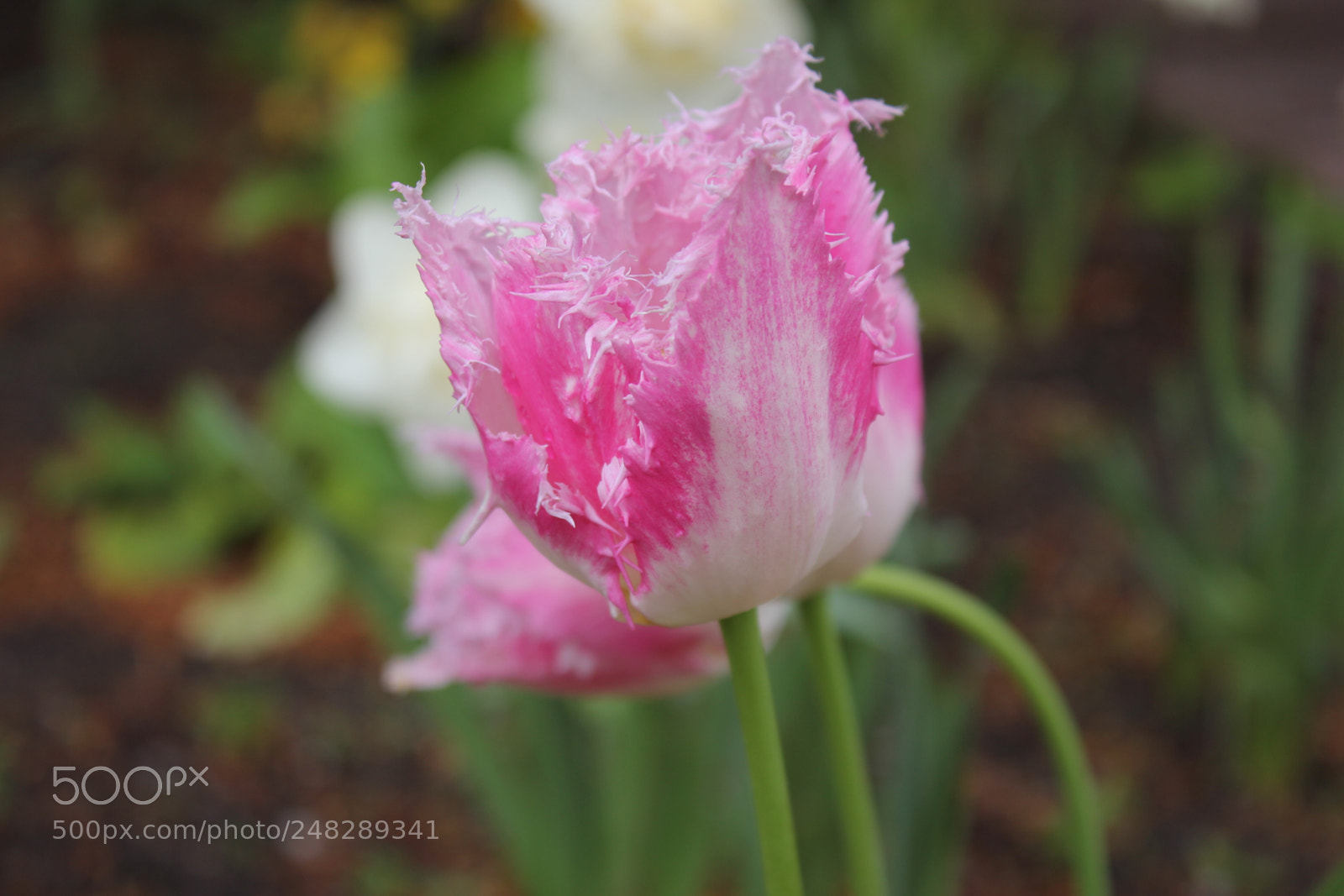 Canon EF-S 18-55mm F3.5-5.6 IS sample photo. Tulips edward's gardens, toronto photography