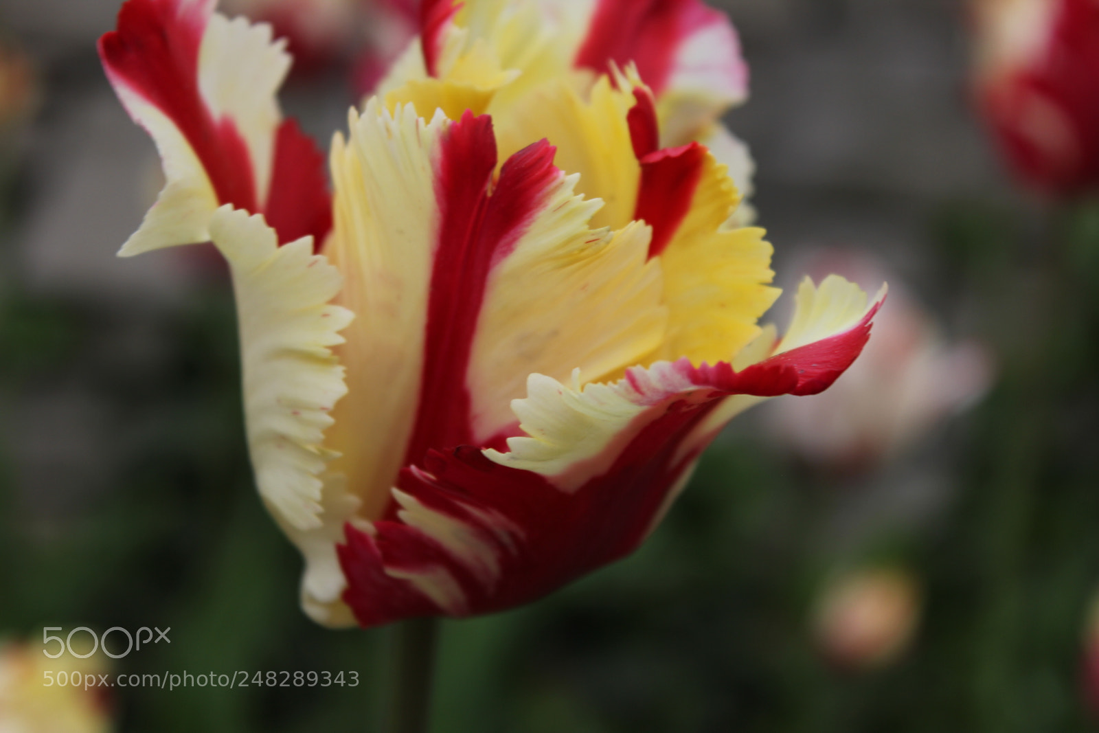 Canon EF-S 18-55mm F3.5-5.6 IS sample photo. Tulips edward's gardens, toronto photography