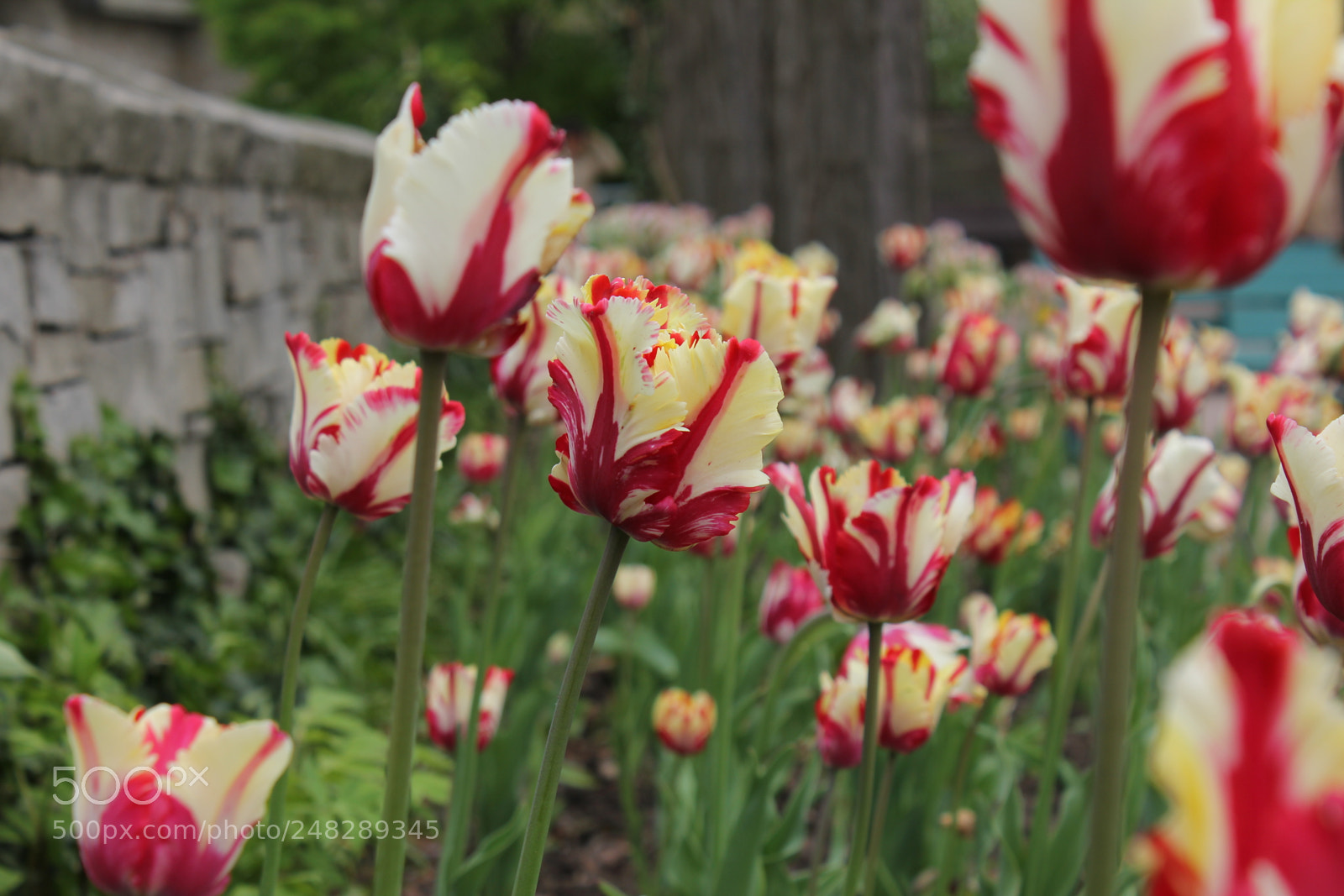Canon EF-S 18-55mm F3.5-5.6 IS sample photo. Tulips edward's gardens, toronto photography