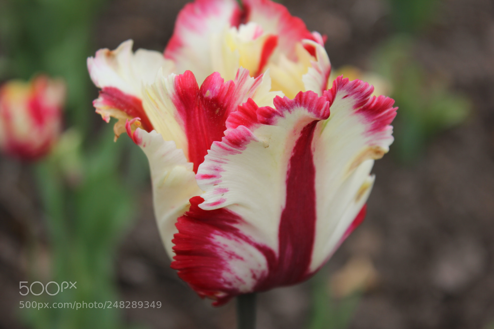 Canon EF-S 18-55mm F3.5-5.6 IS sample photo. Tulips edward's gardens, toronto photography