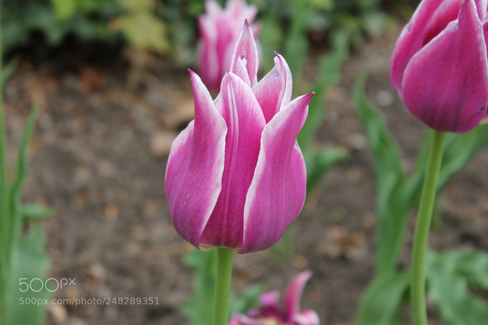 Canon EF-S 18-55mm F3.5-5.6 IS sample photo. Tulips edward's gardens, toronto photography