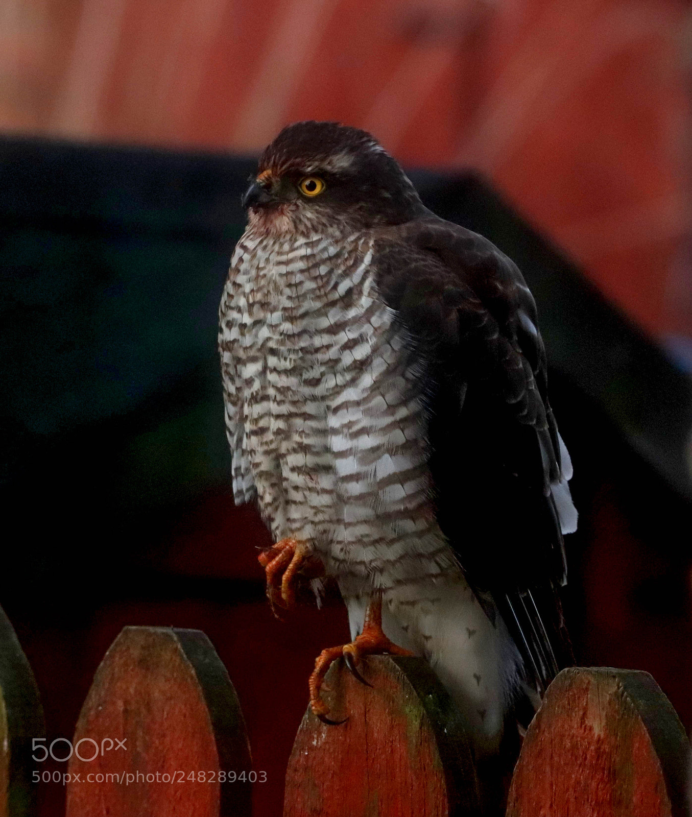 Canon EOS 800D (EOS Rebel T7i / EOS Kiss X9i) sample photo. Sparrowhawk photography