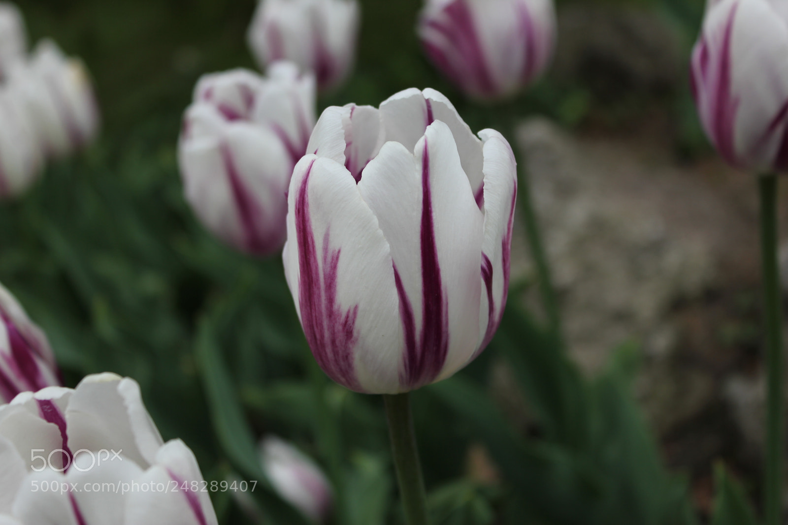 Canon EF-S 18-55mm F3.5-5.6 IS sample photo. Tulips edward's gardens, toronto photography
