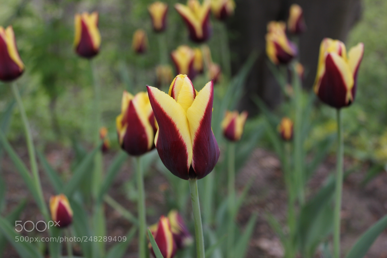 Canon EF-S 18-55mm F3.5-5.6 IS sample photo. Tulips edward's gardens, toronto photography