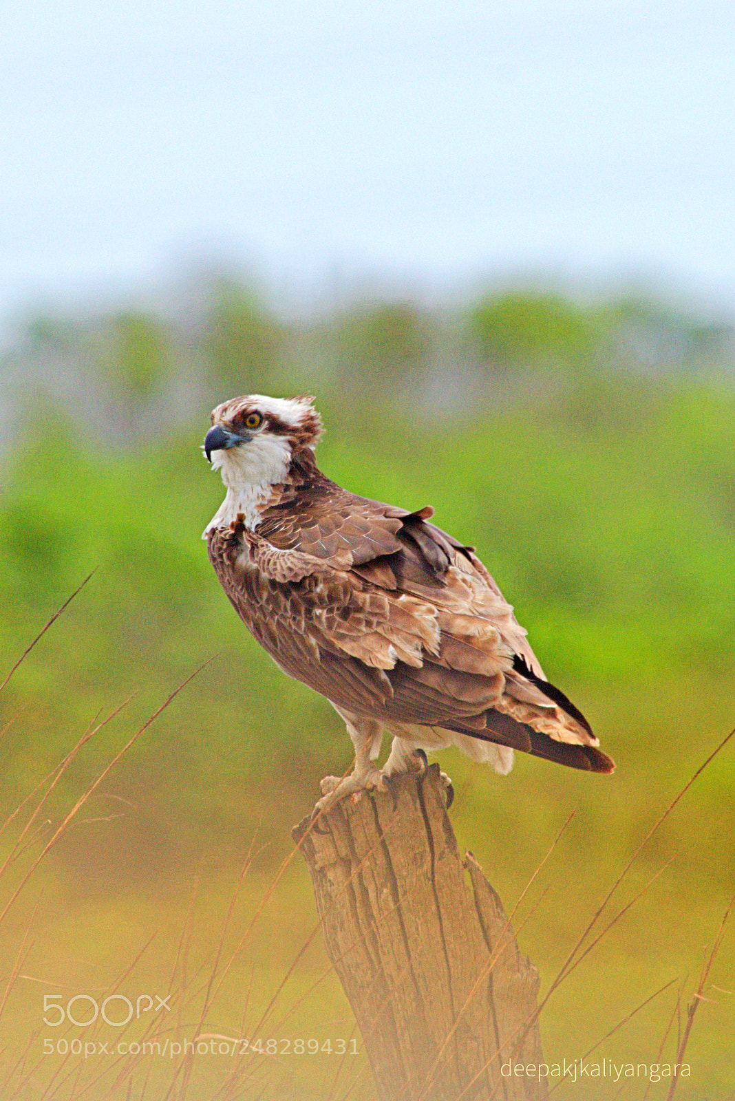 Pentax K-S2 sample photo. Osprey photography