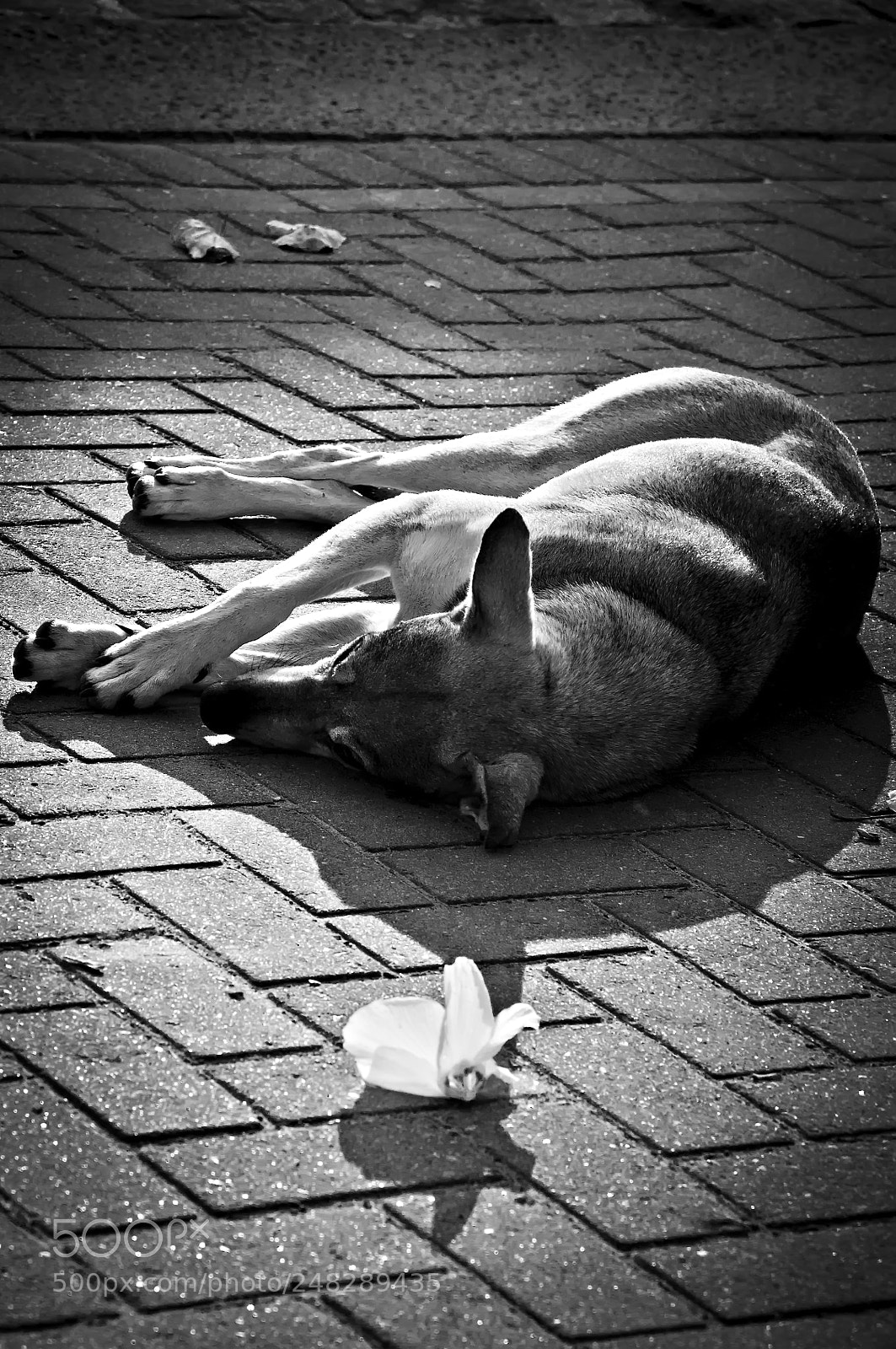 Nikon D90 sample photo. The sleep of the photography