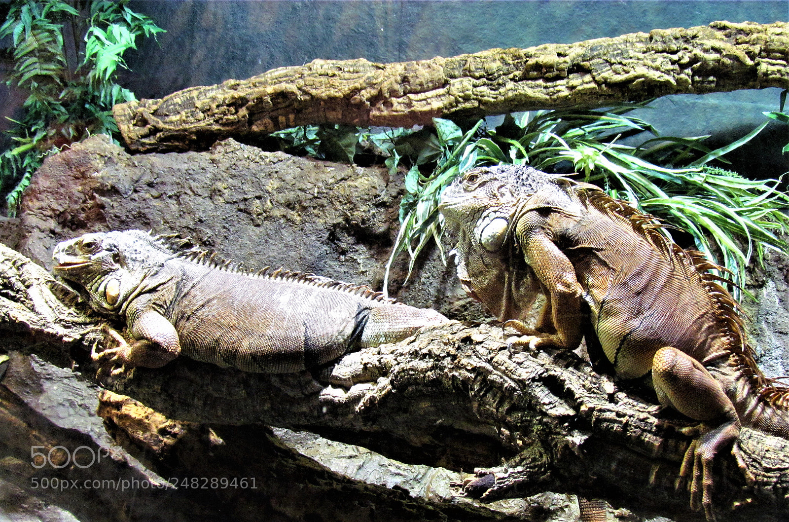 Canon PowerShot SX30 IS sample photo. Iguana photography