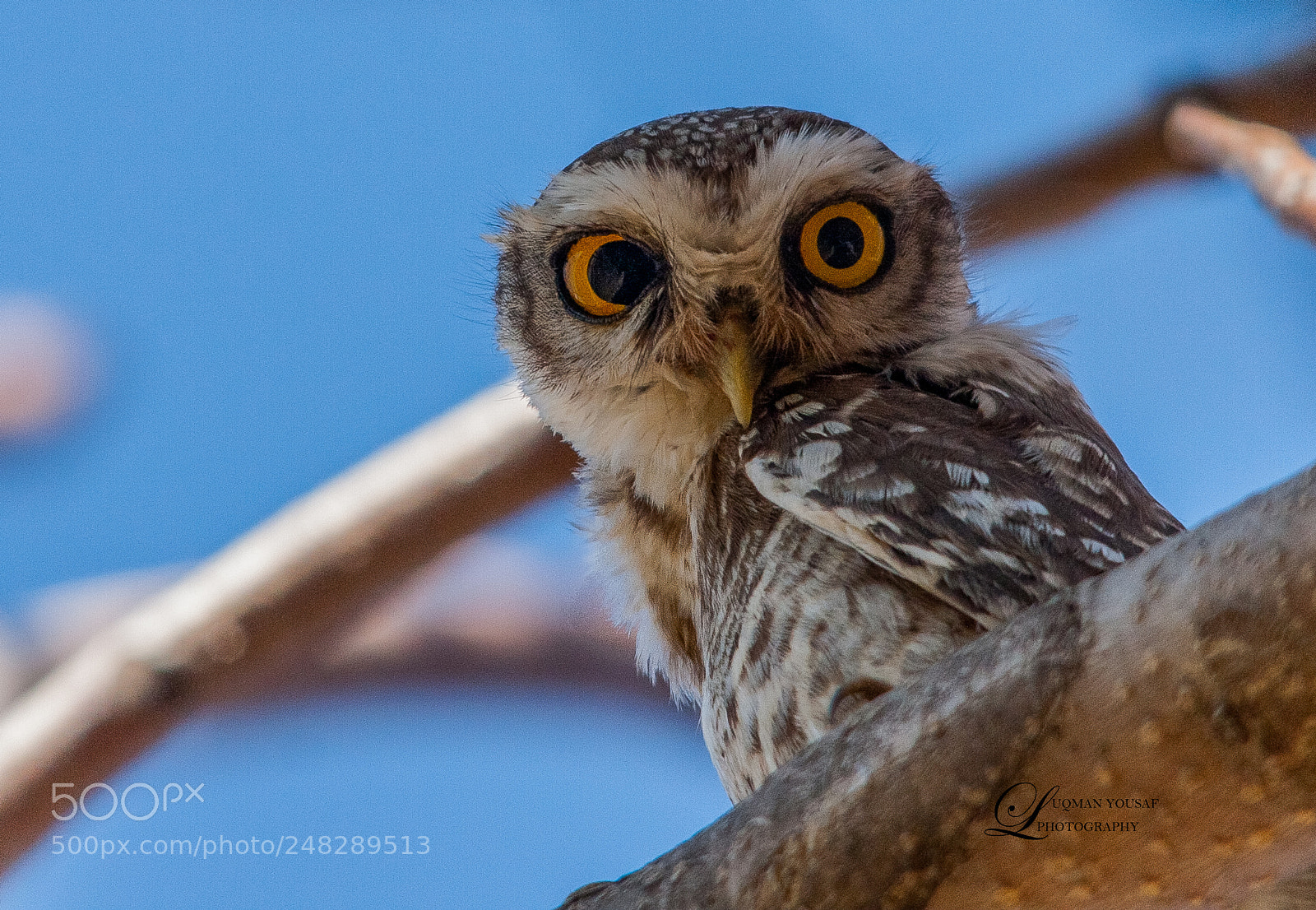 Canon EOS 40D sample photo. Spotted owlet photography