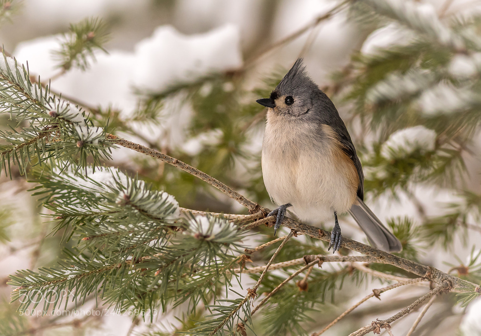 Nikon D500 sample photo. Titmouse on snowy branch photography
