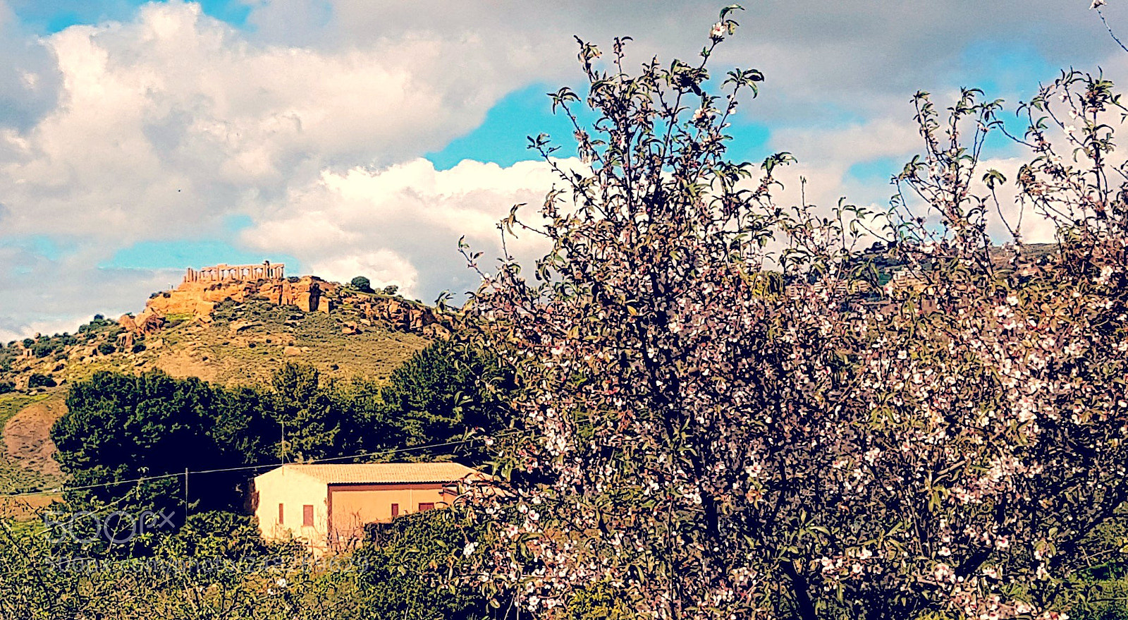 Samsung Galaxy S7 Edge sample photo. La terra del mandorlo photography