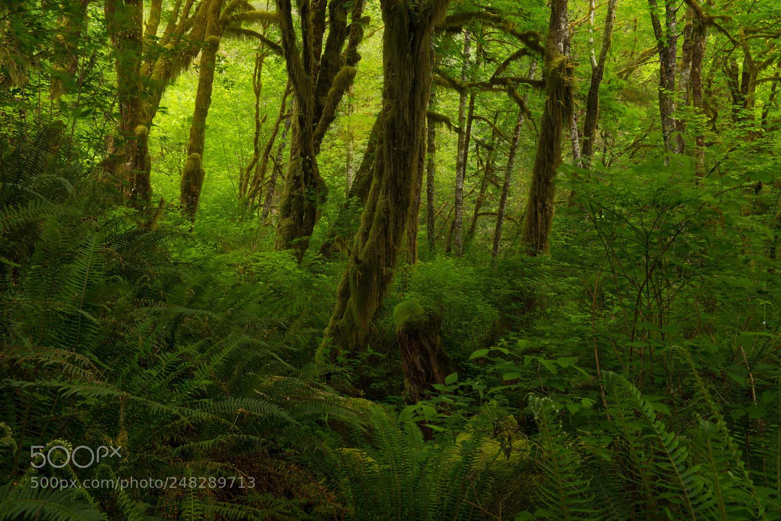 Nikon D800E sample photo. Guardians of the forest photography
