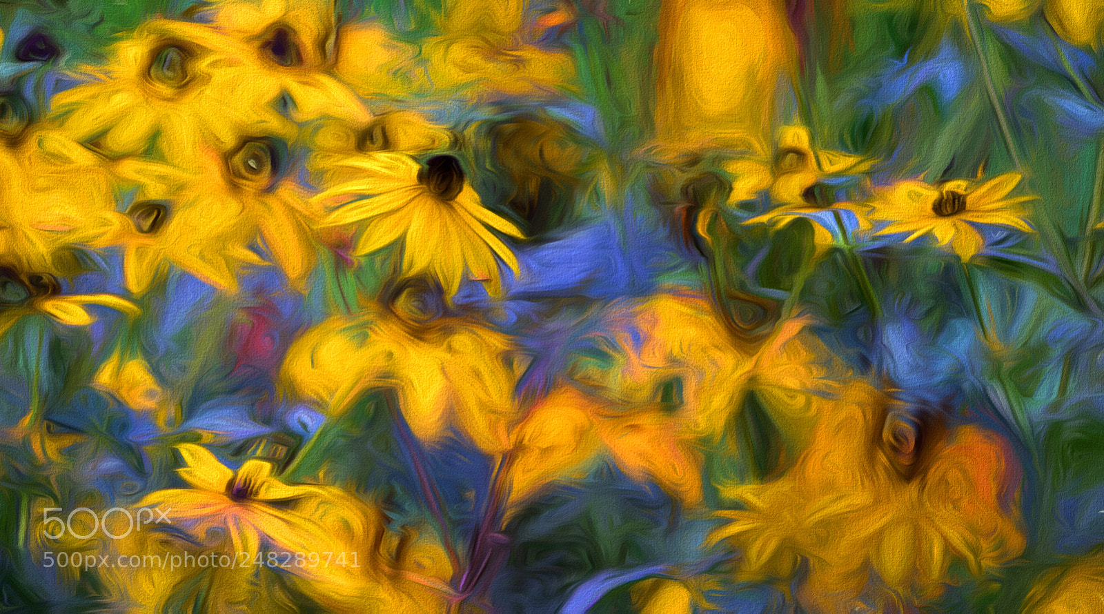 Sony a7R sample photo. Black-eyed susans photography