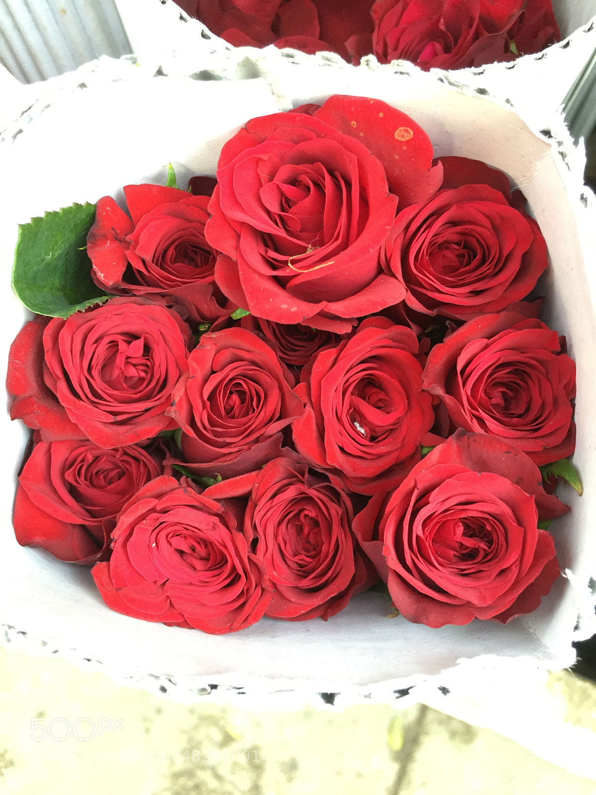 Apple iPhone 6 sample photo. Red rose photography