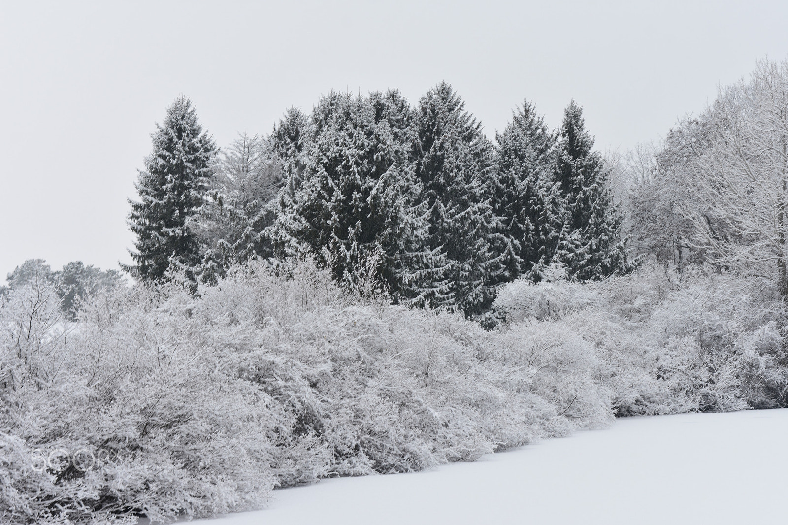 Nikon D7200 sample photo. Snow day photography