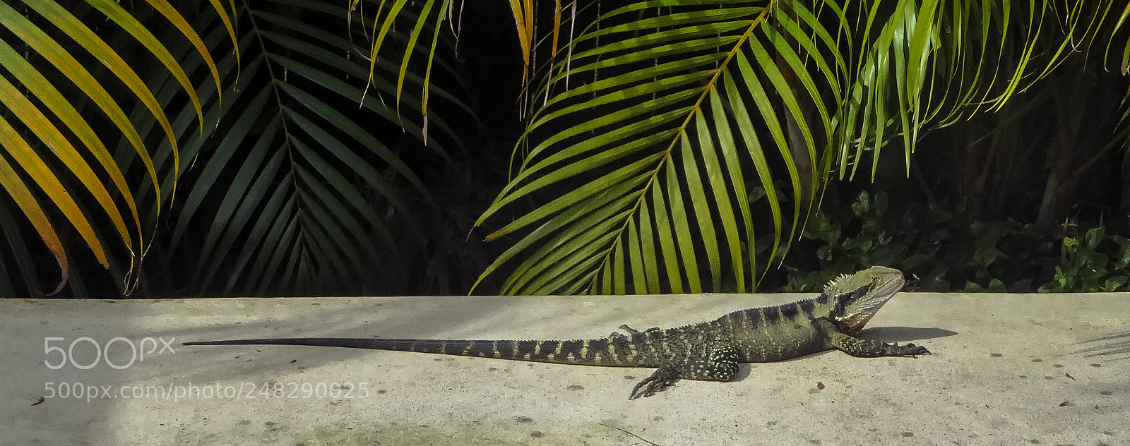 Panasonic Lumix DMC-ZS50 (Lumix DMC-TZ70) sample photo. Byron bay photography