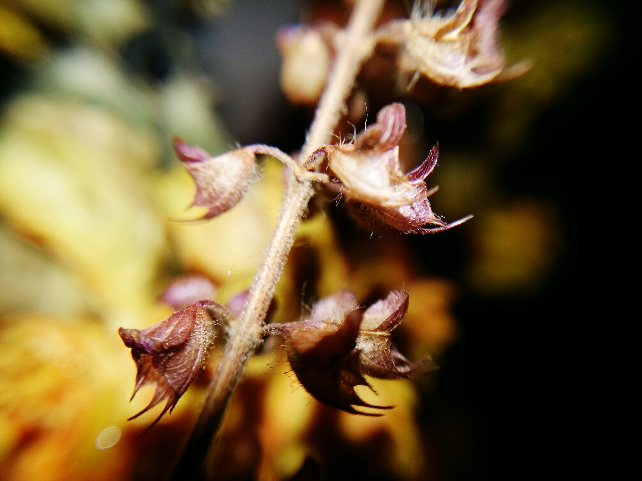 Samsung Galaxy A7 sample photo. Macro of a plant photography