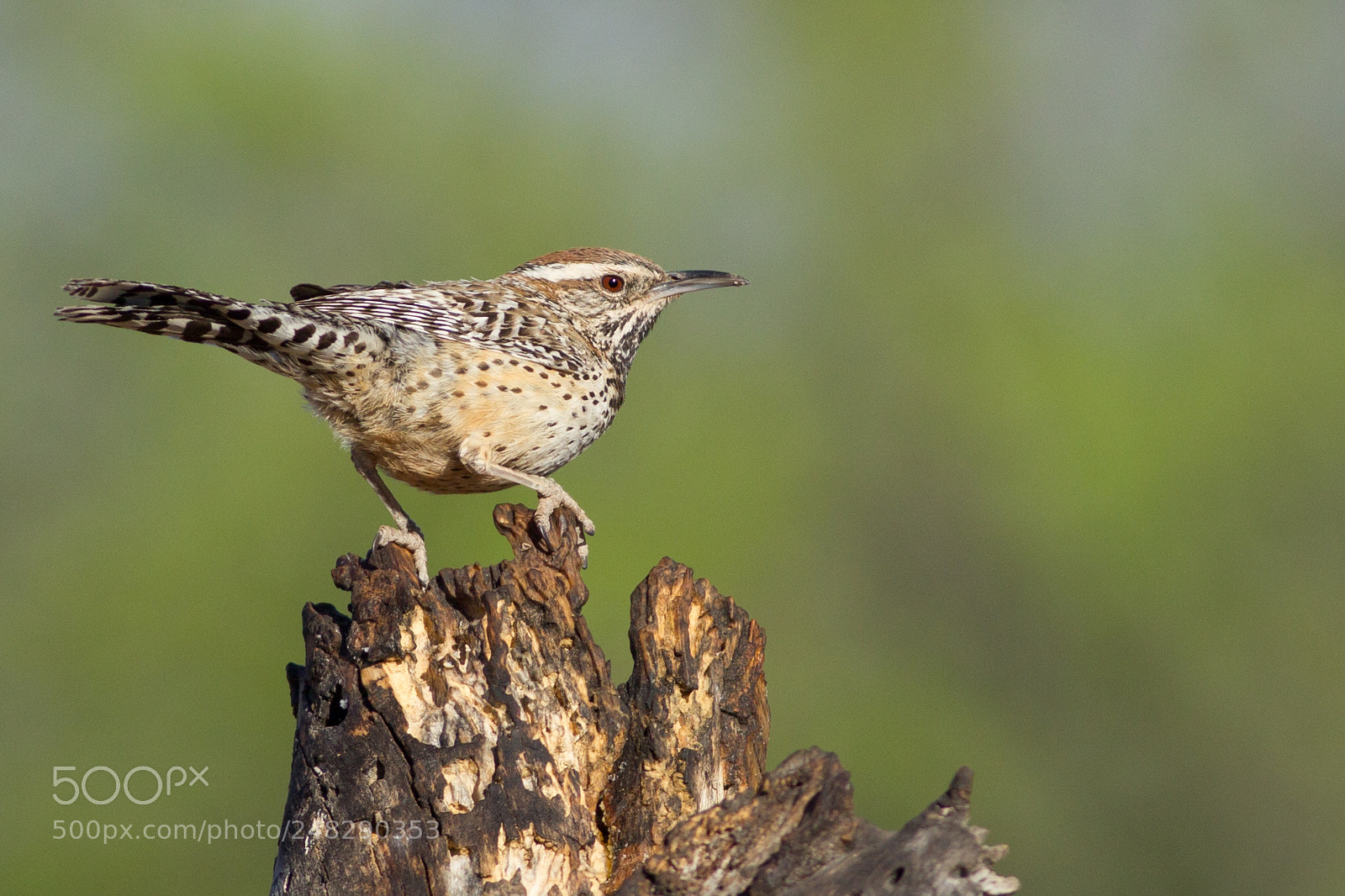Canon EOS-1D Mark IV sample photo. Cactus wren photography