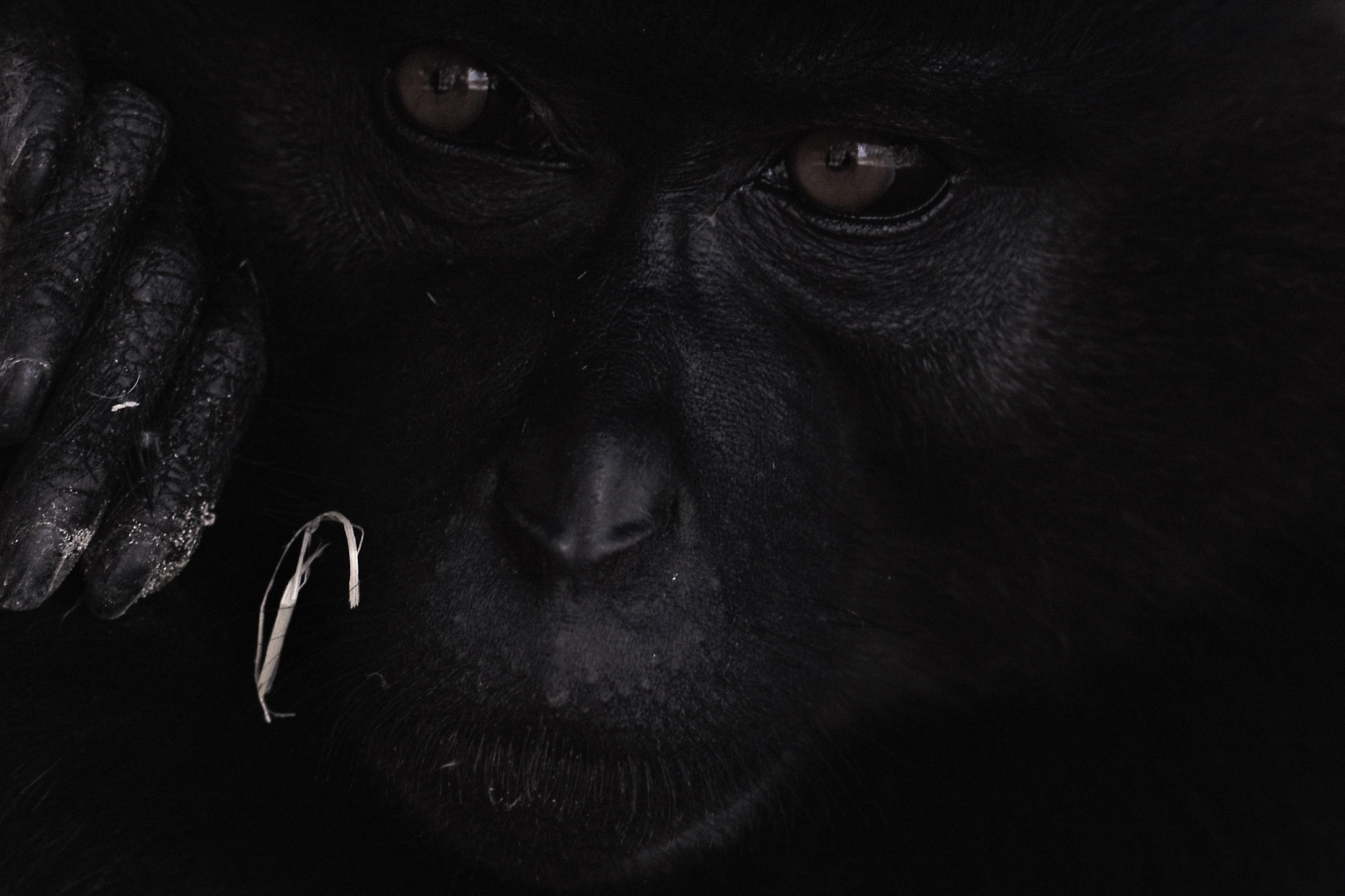 Nikon AF-S Micro-Nikkor 105mm F2.8G IF-ED VR sample photo. Portrait of a black crested mangabey . . . photography
