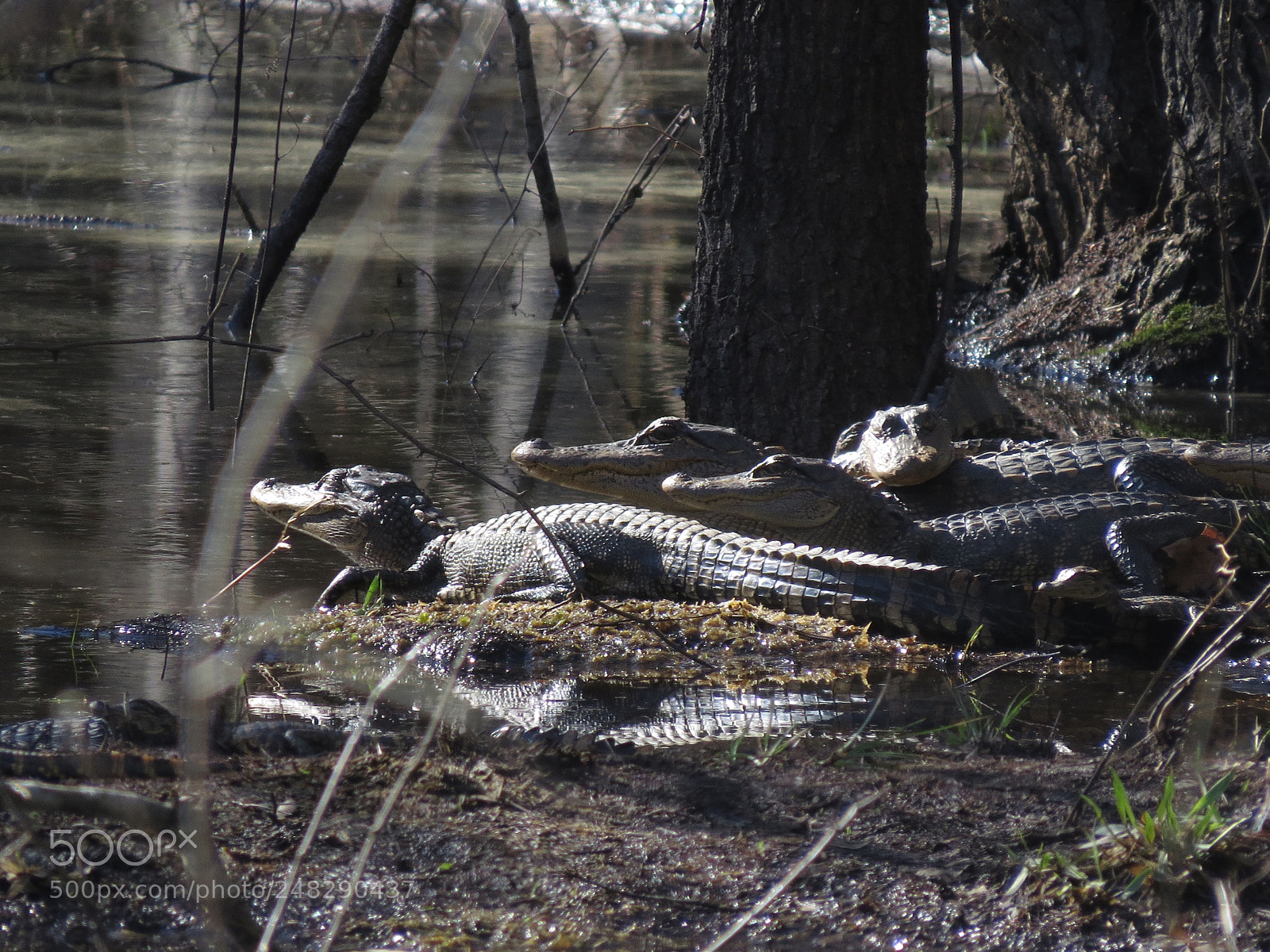 Canon PowerShot SX50 HS sample photo. Young alligators in the photography