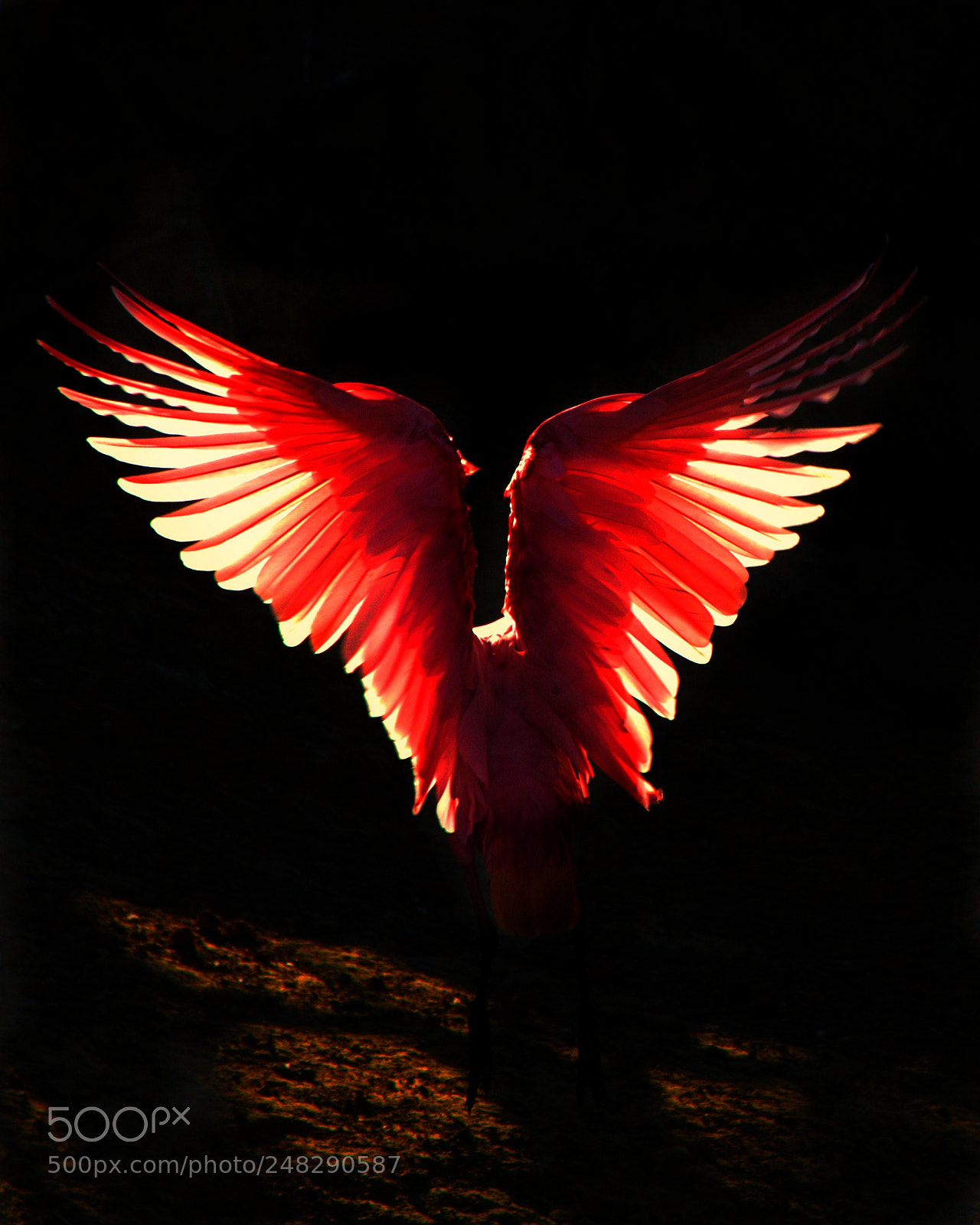 Pentax K-S2 sample photo. Roseatte spoonbill photography