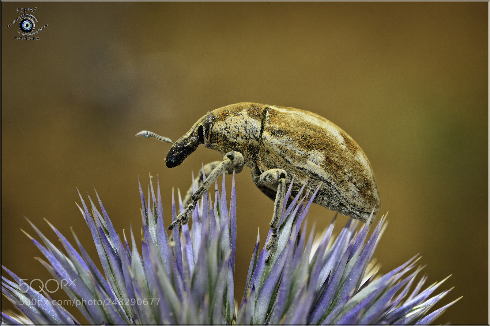 Canon EOS 80D sample photo. Gorgojo argelino sobre azul photography