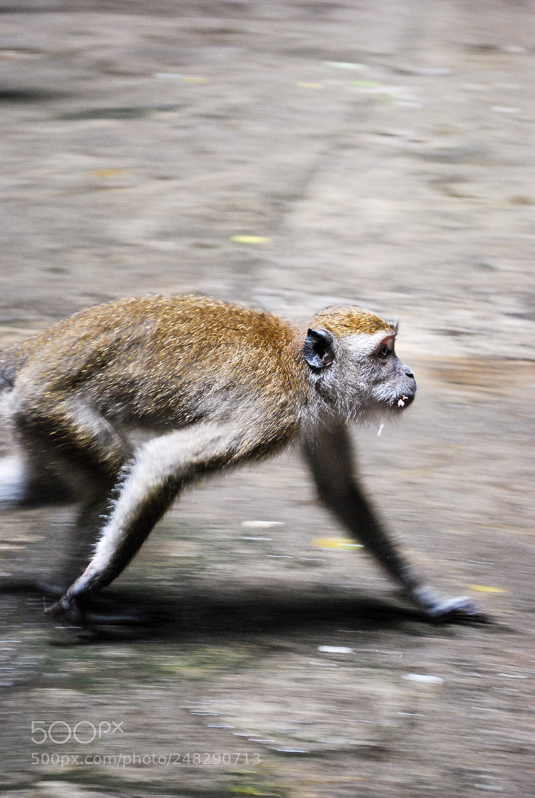 Nikon D60 sample photo. Monkey at the batu photography