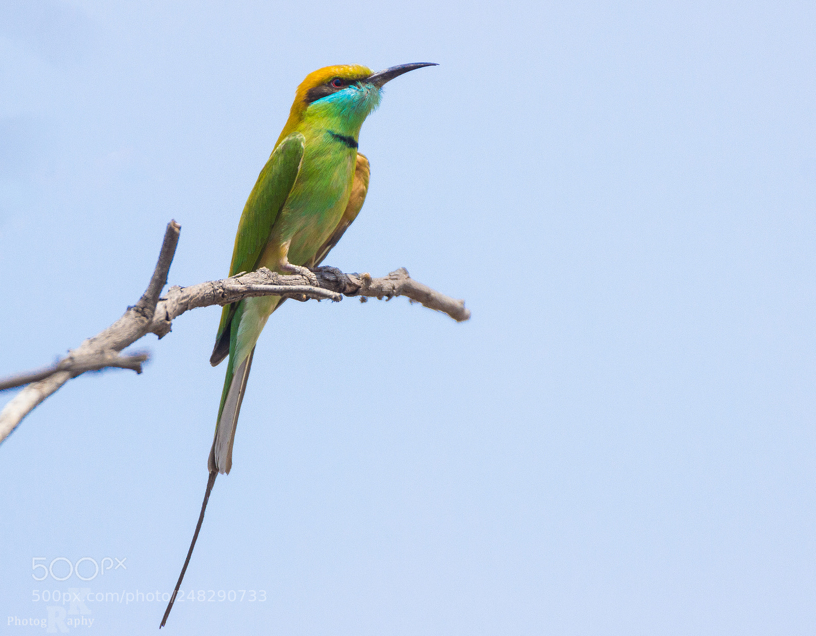 Canon EOS 600D (Rebel EOS T3i / EOS Kiss X5) sample photo. Green bee eater photography