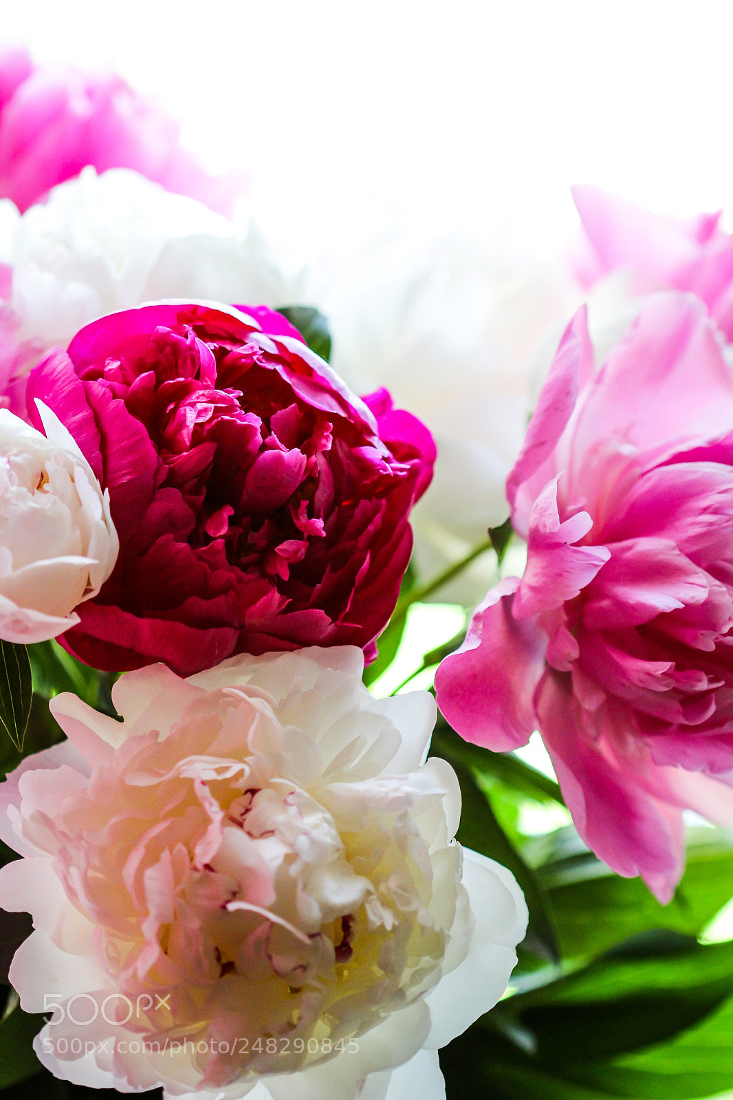 Canon EOS 600D (Rebel EOS T3i / EOS Kiss X5) sample photo. Peony photography