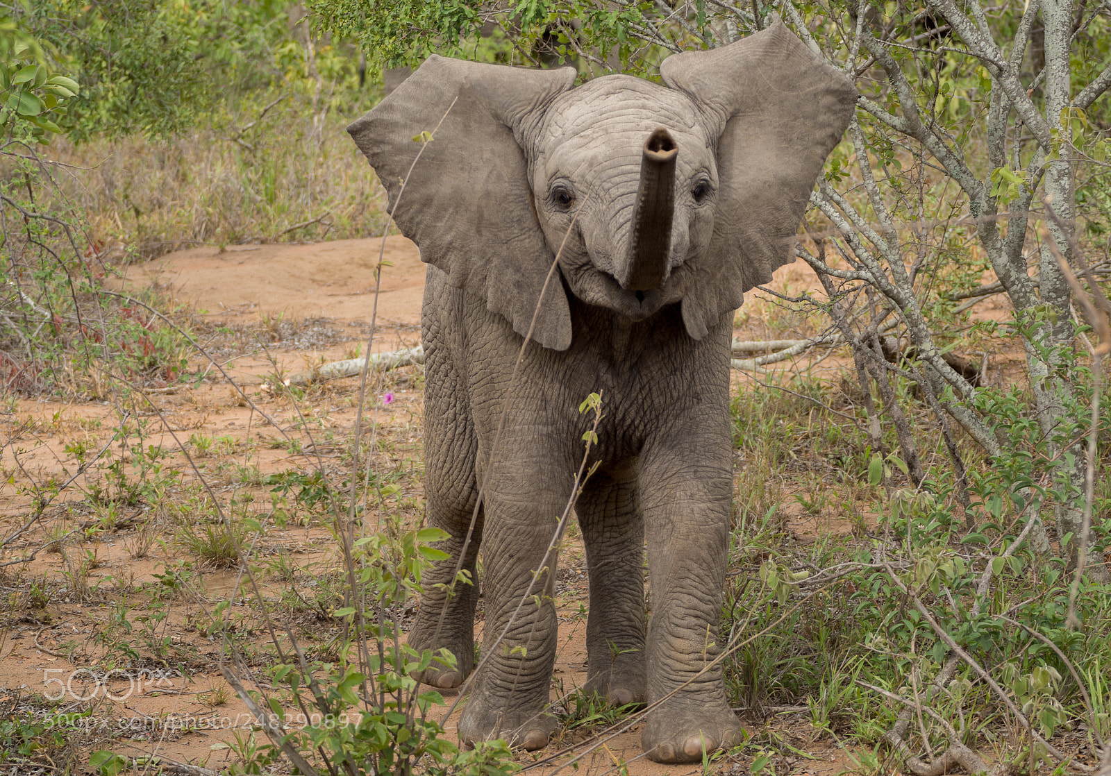 Olympus OM-D E-M10 II sample photo. Baby elephant photography