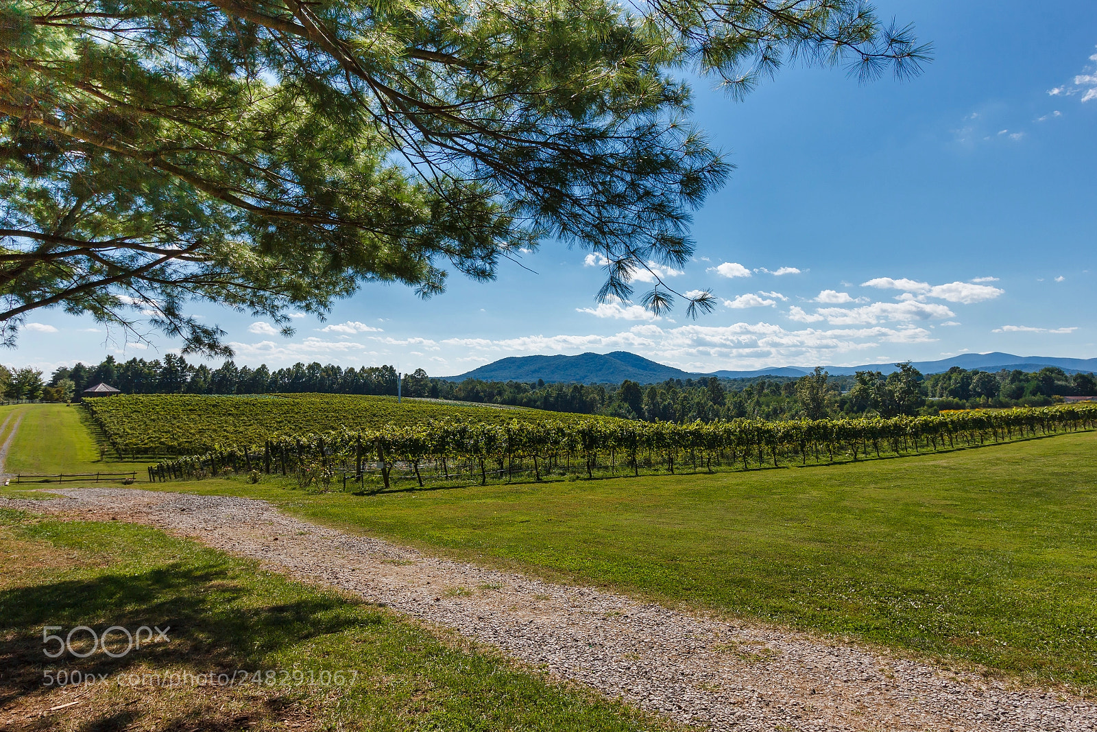 Canon EOS 550D (EOS Rebel T2i / EOS Kiss X4) sample photo. Roundpeak vineyards photography