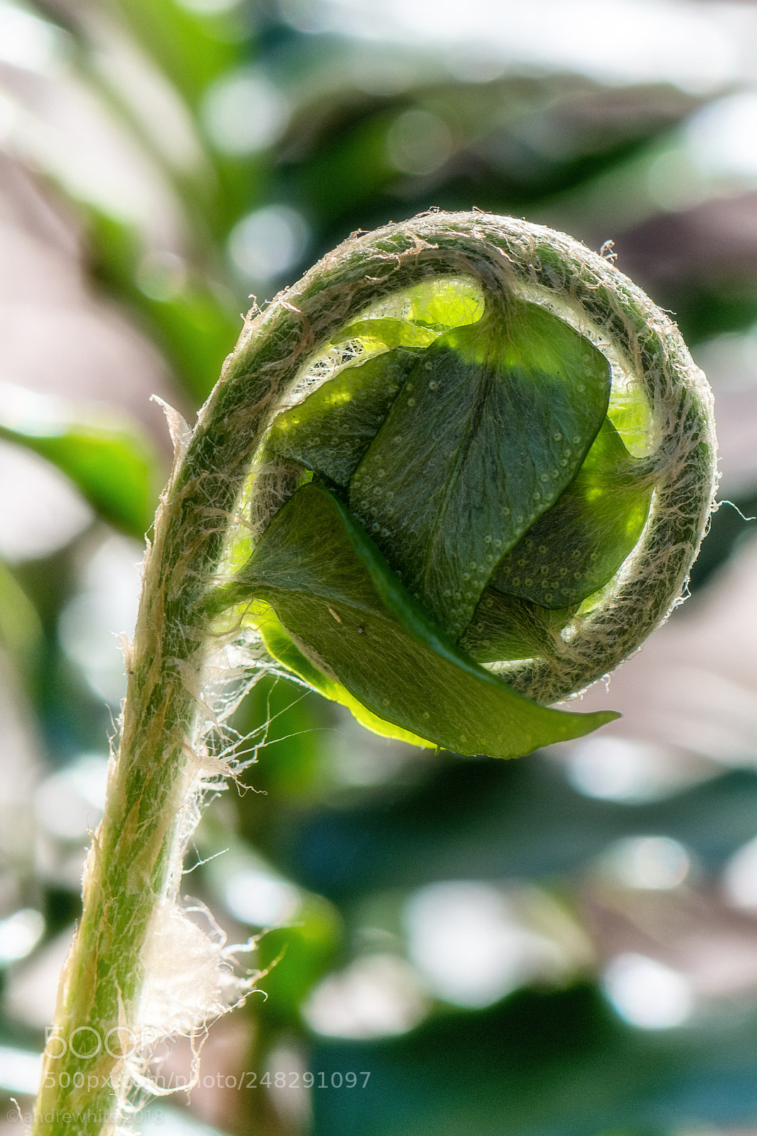 Nikon D850 sample photo. Macho fern photography