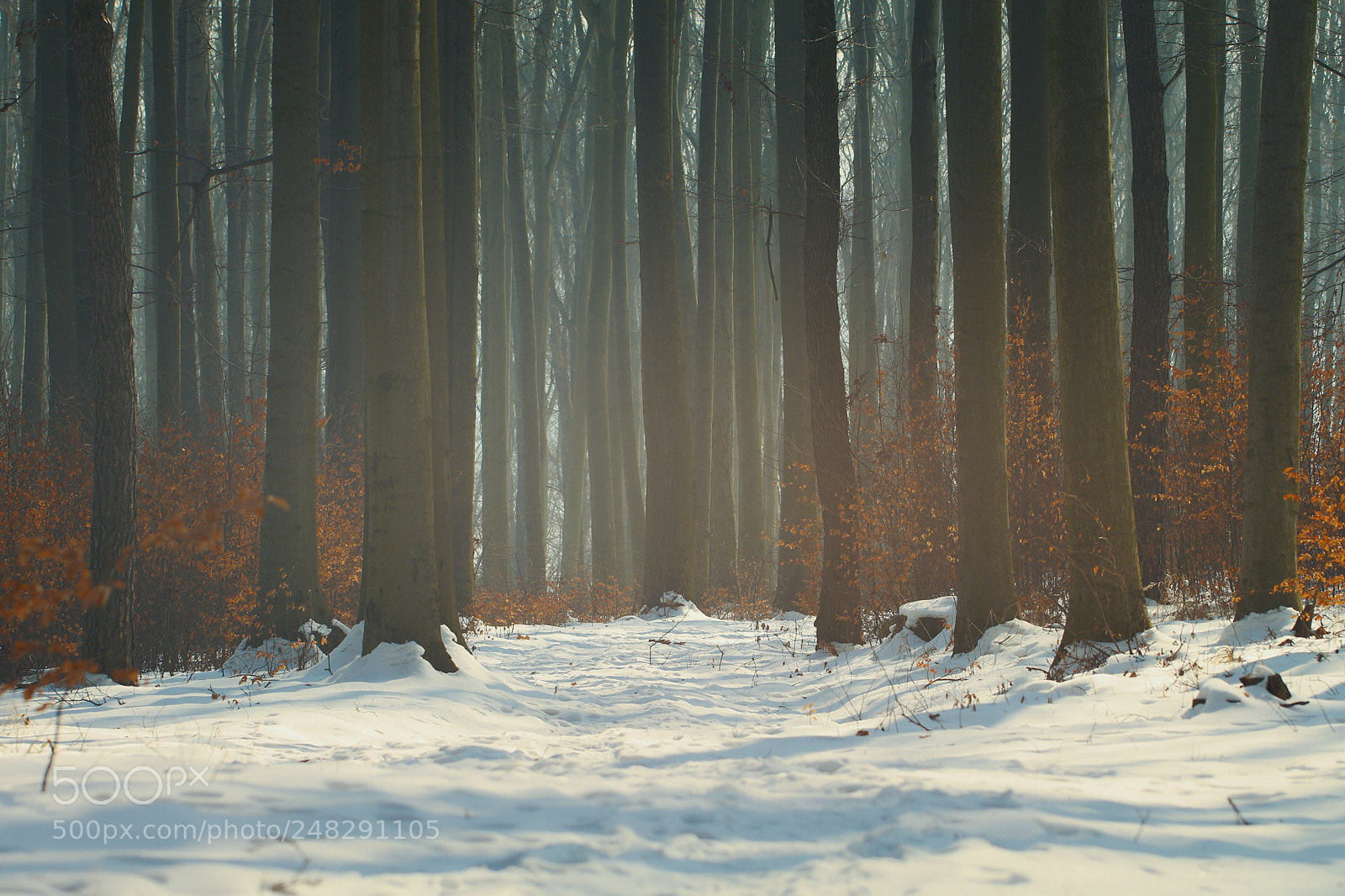 Canon EOS 80D sample photo. Forest photography