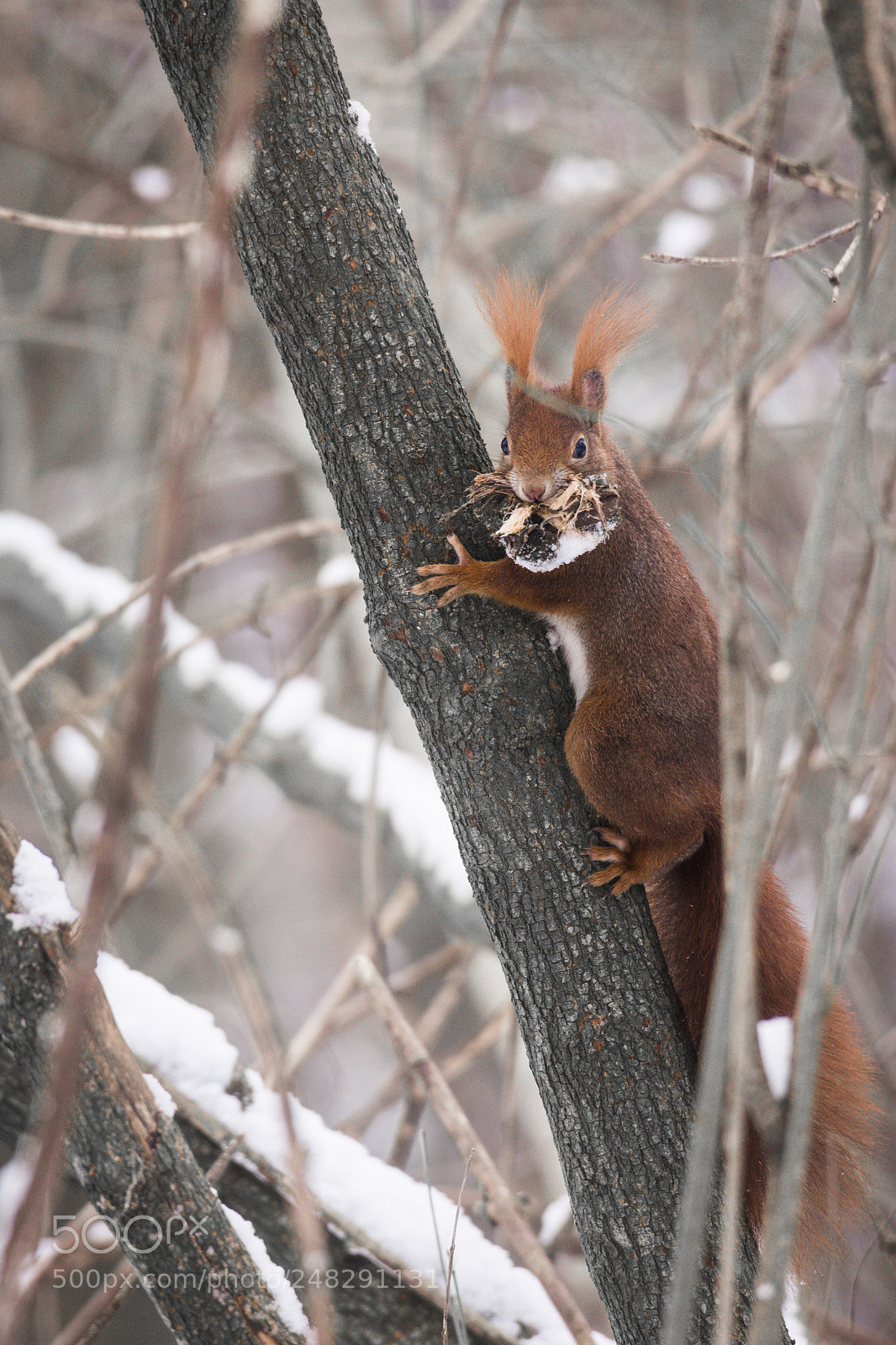 Nikon D7100 sample photo. Suprised squirrel photography