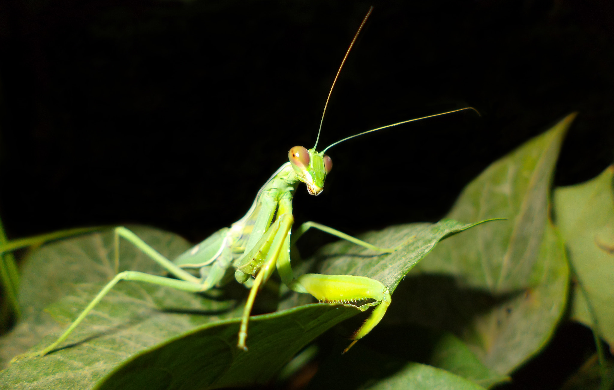 Sony DSC-S5000 sample photo. Mantis photography
