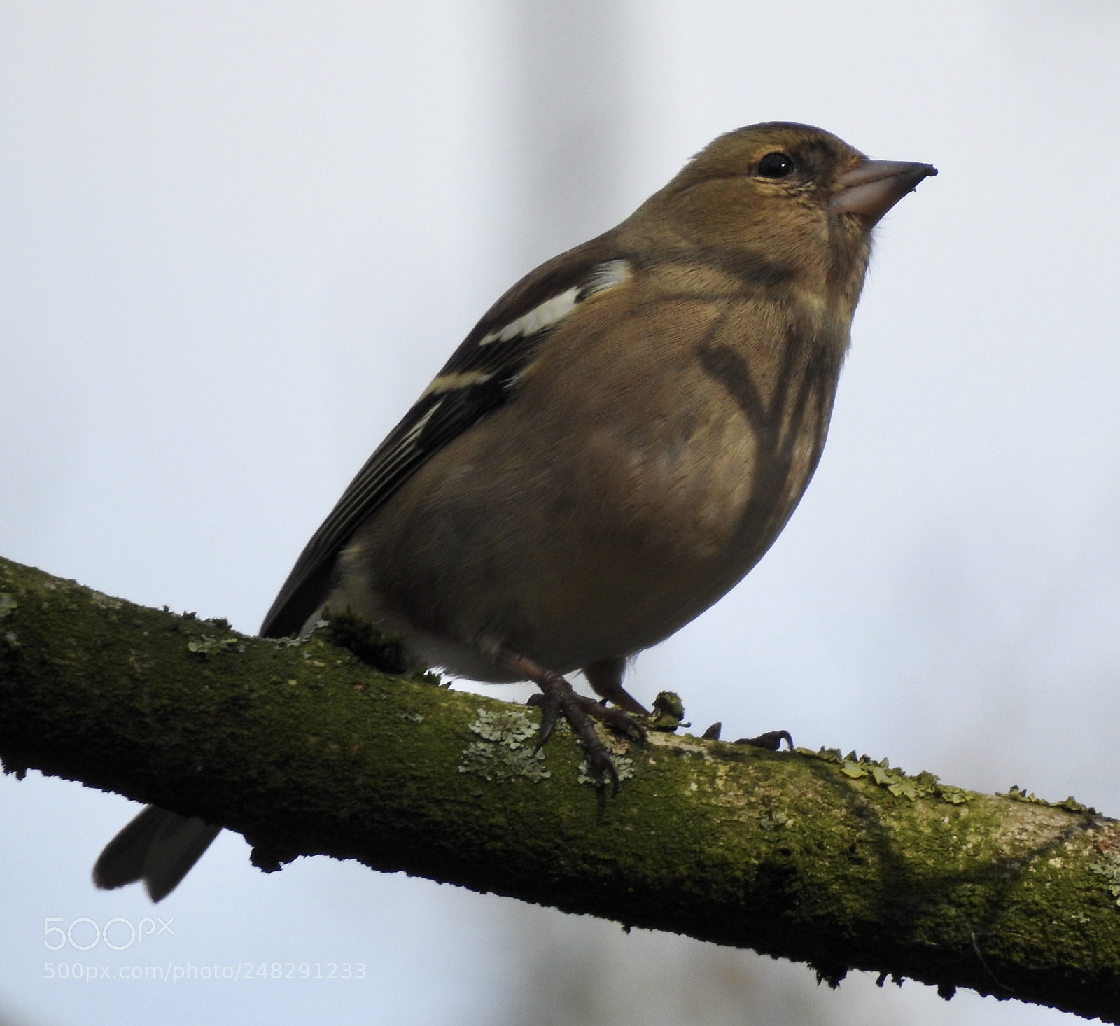 Nikon Coolpix P900 sample photo. Female finch photography