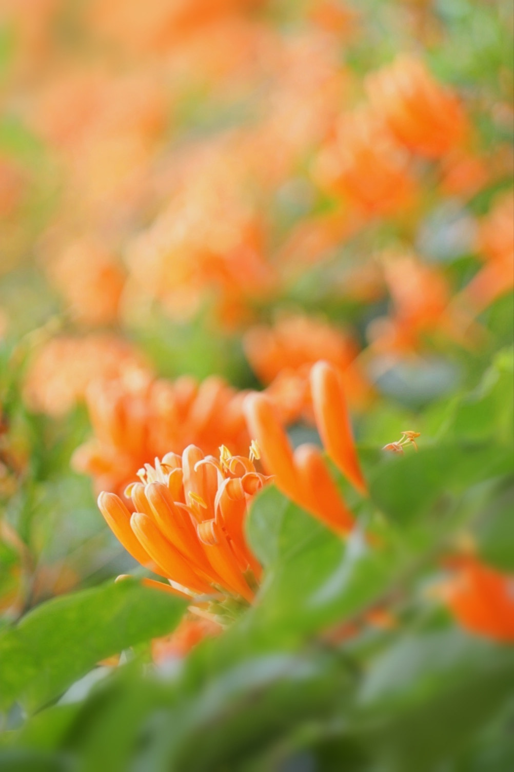 Sony FE 24-240mm F3.5-6.3 OSS sample photo