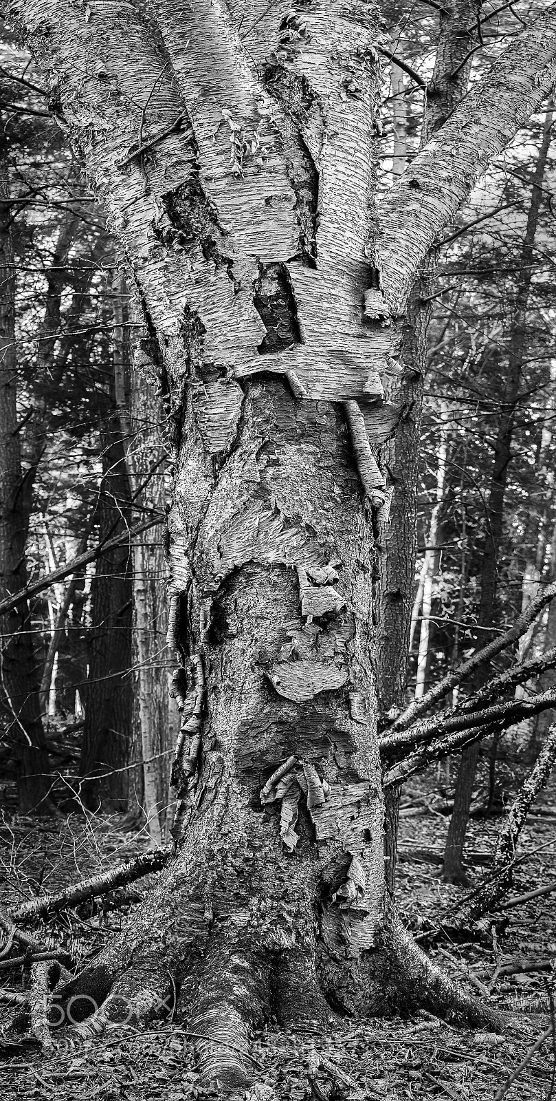 Nikon D500 sample photo. In the woods photography