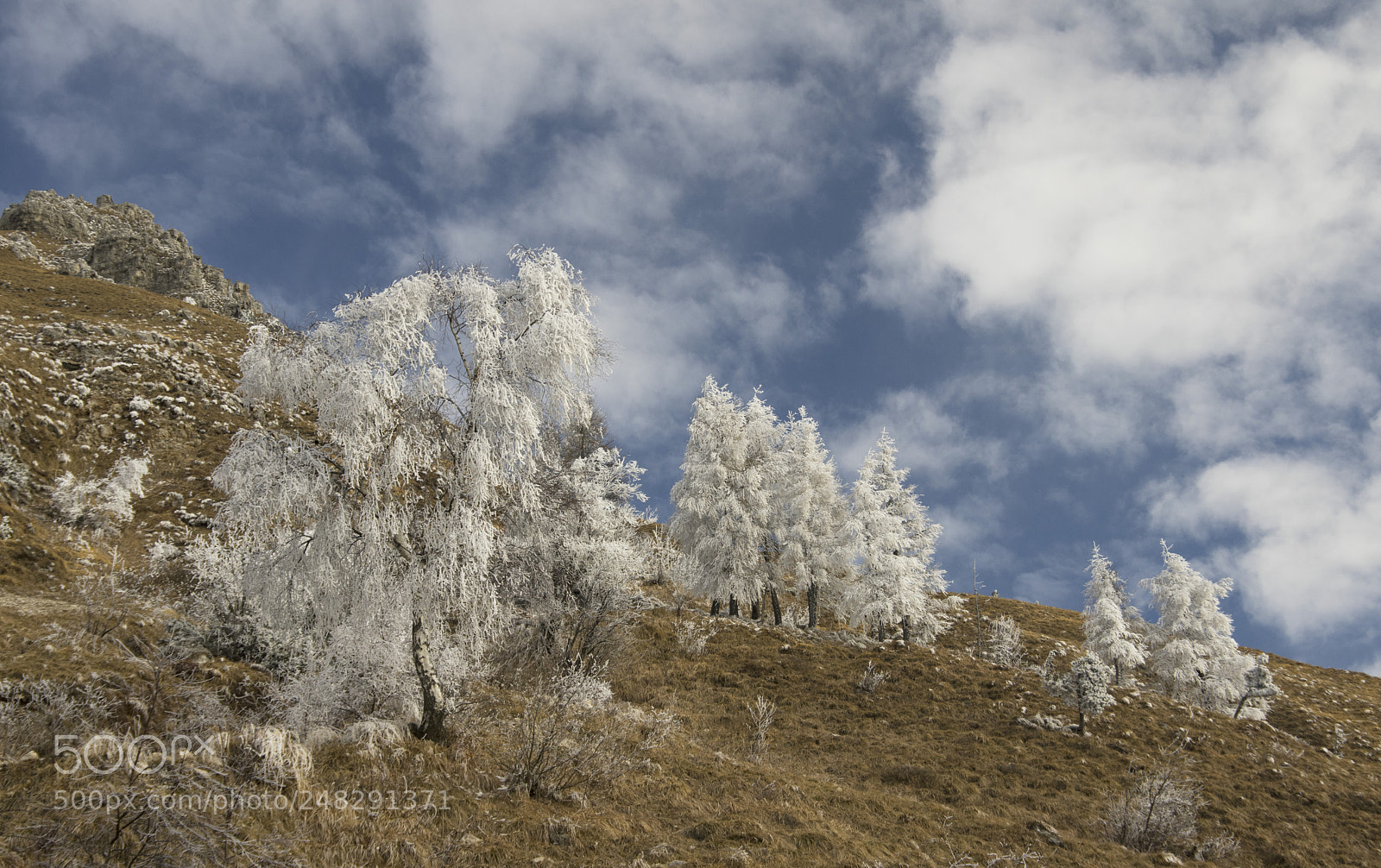 Pentax K-3 sample photo. Frozen trees photography