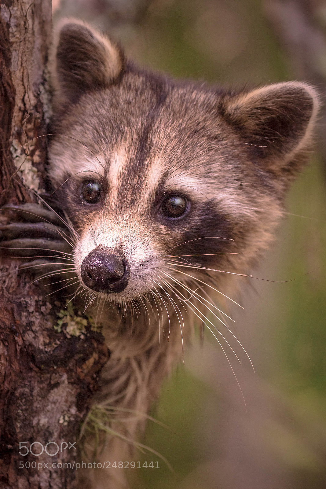 Canon EOS 60D sample photo. Rocky raccoon in the photography
