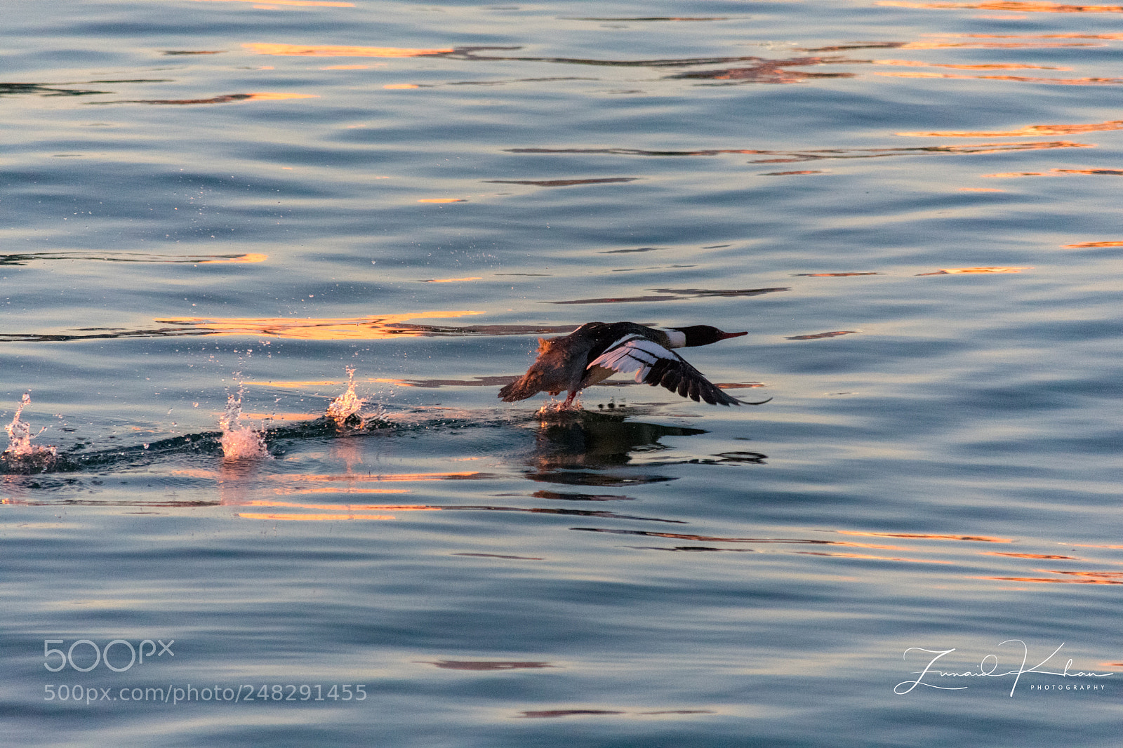 Nikon D3400 sample photo. Merganser in early morning photography
