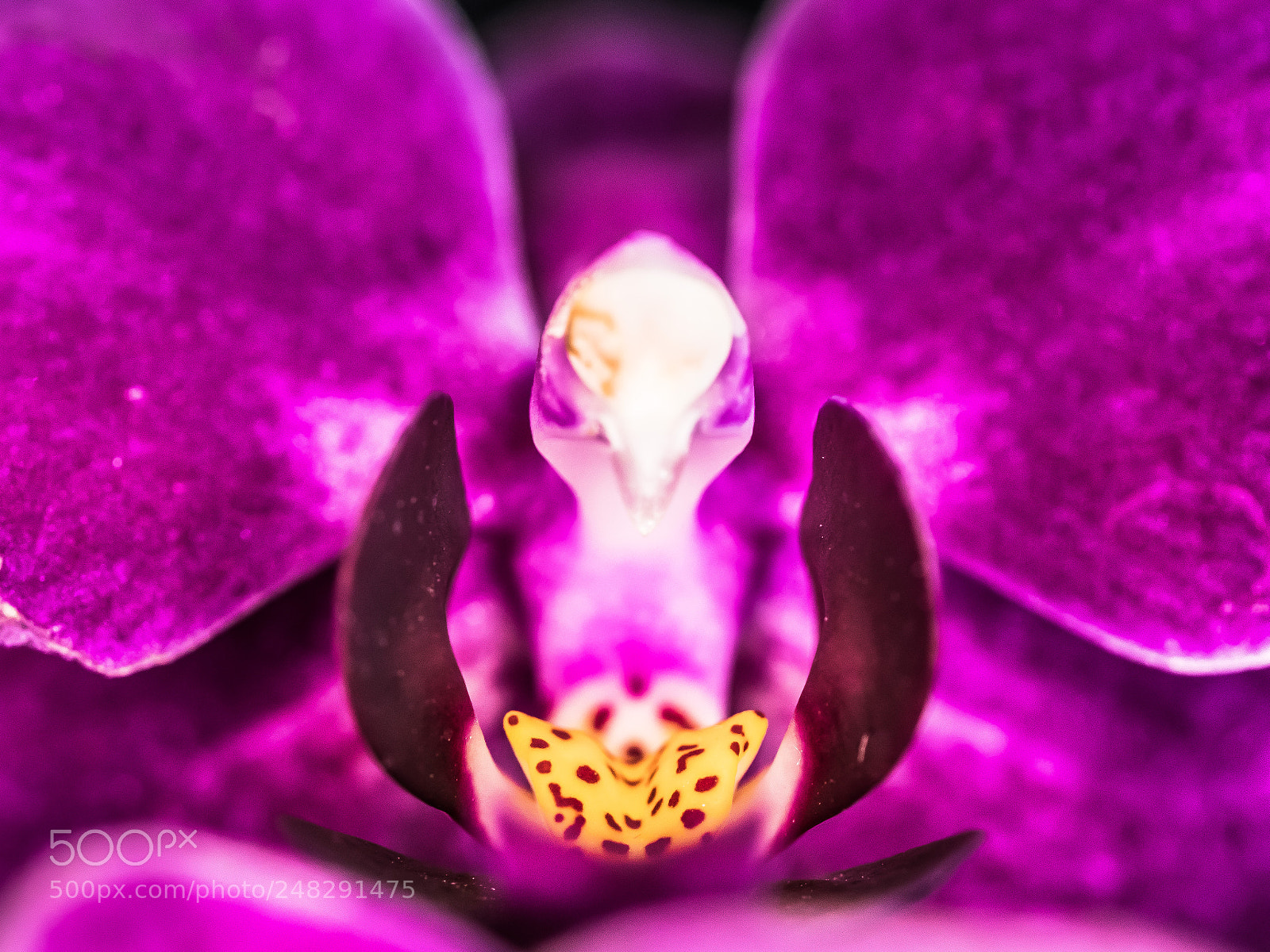 Panasonic Lumix DMC-GX8 sample photo. Abstract orchid i photography