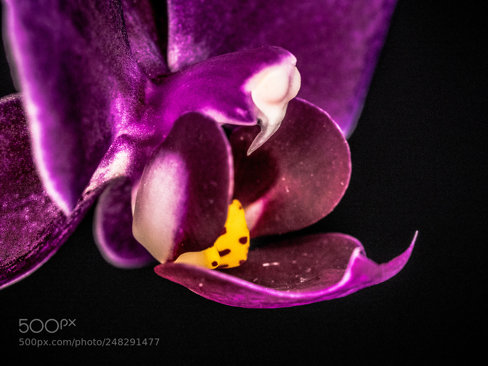 Panasonic Lumix DMC-GX8 sample photo. Abstract orchid ii photography