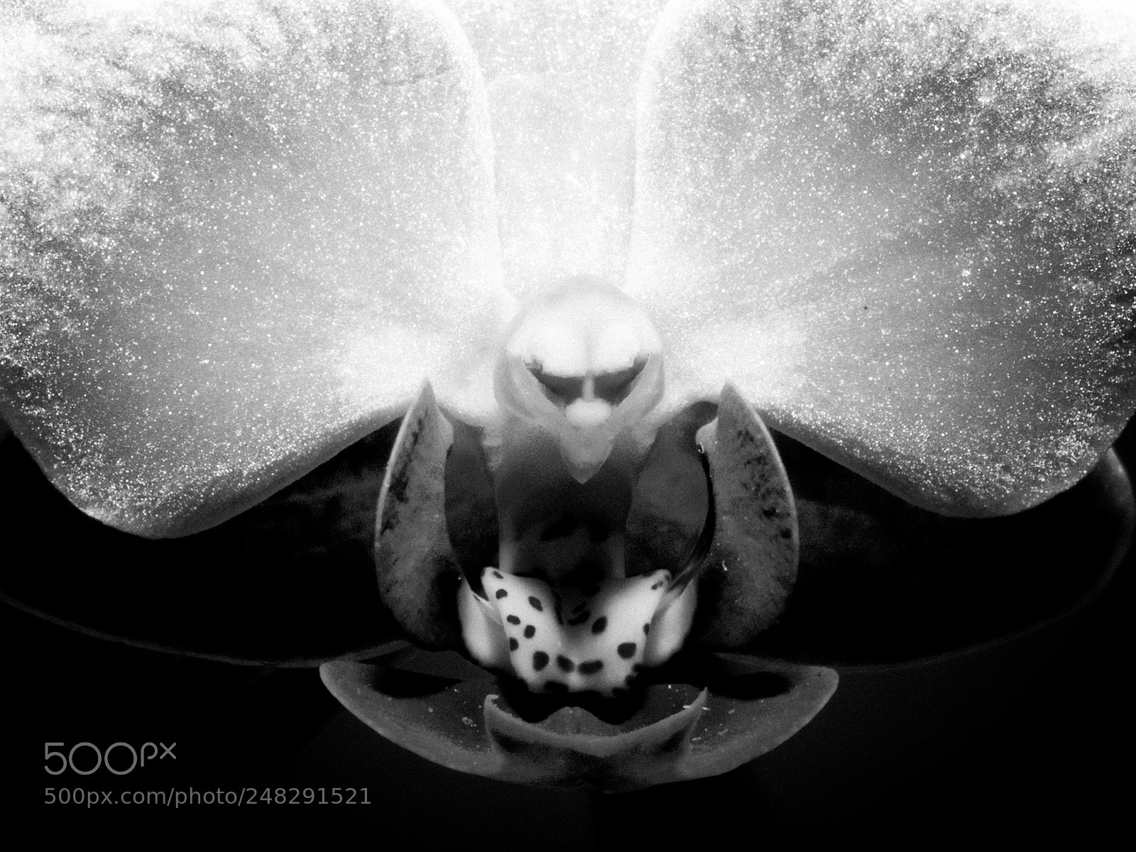 Panasonic Lumix DMC-GX8 sample photo. Abstract orchid ii photography