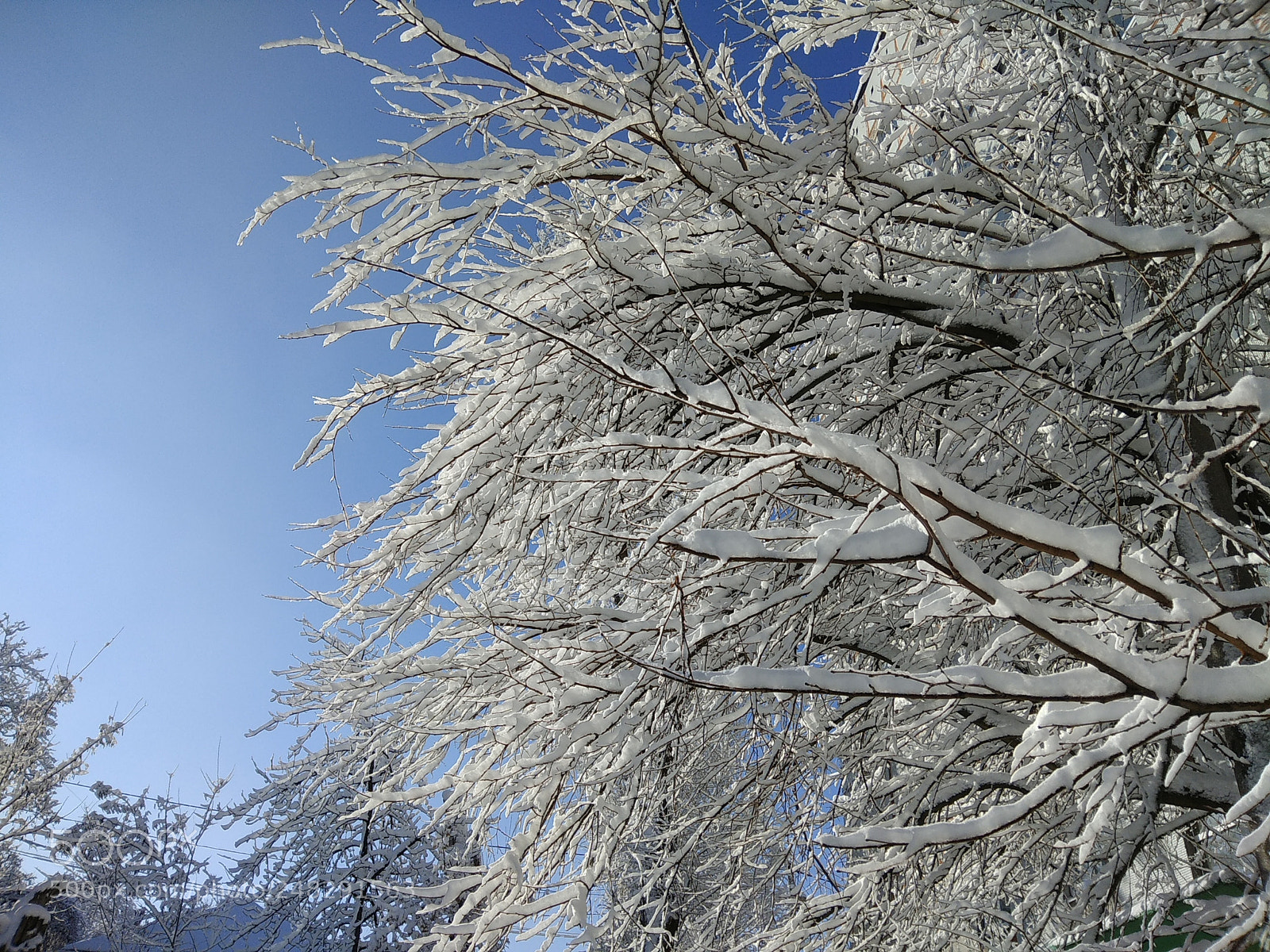 Xiaomi Redmi Note 4 sample photo. Winter, snow photography