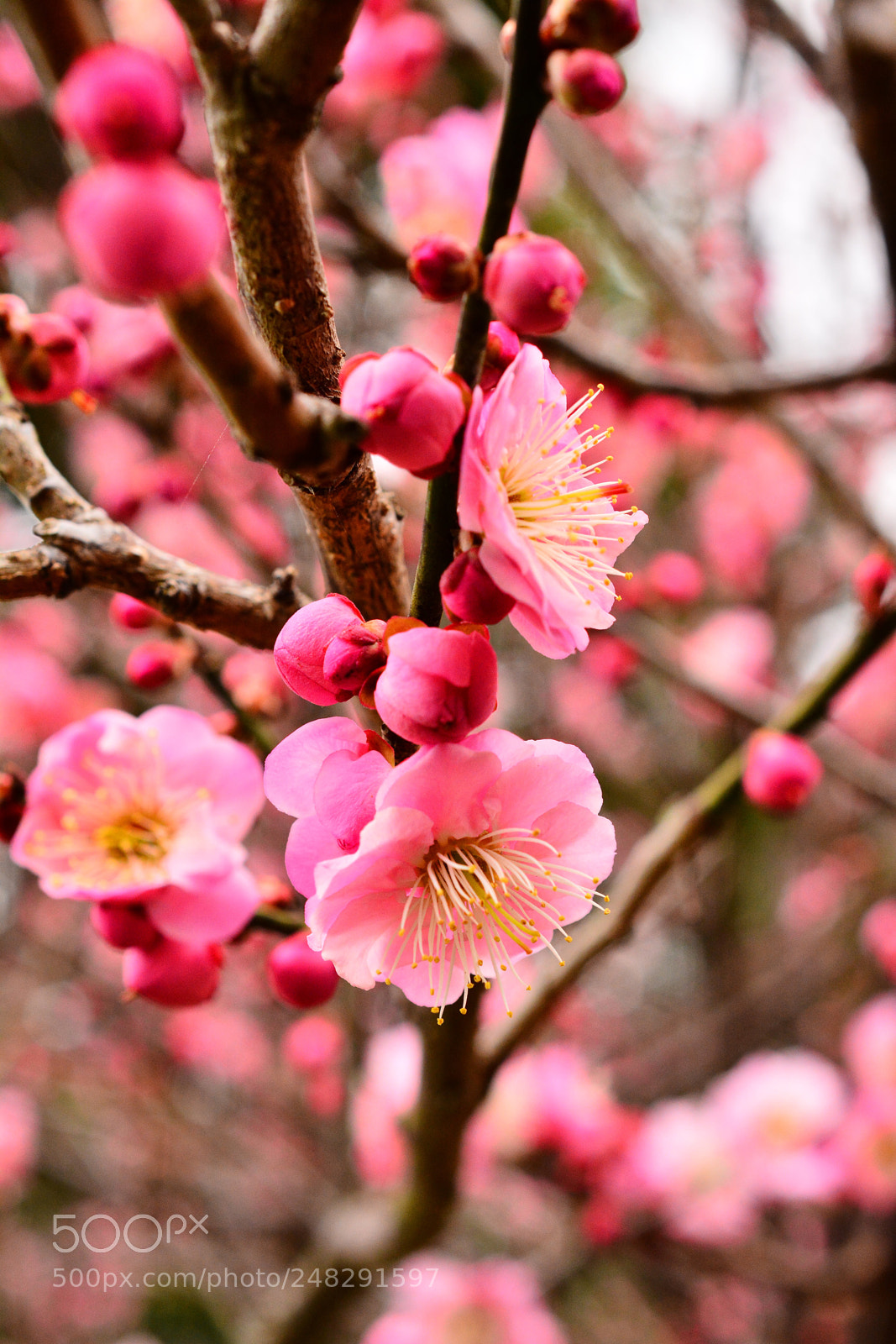 Nikon D5200 sample photo. Japanese apricot flowers blooms ! photography