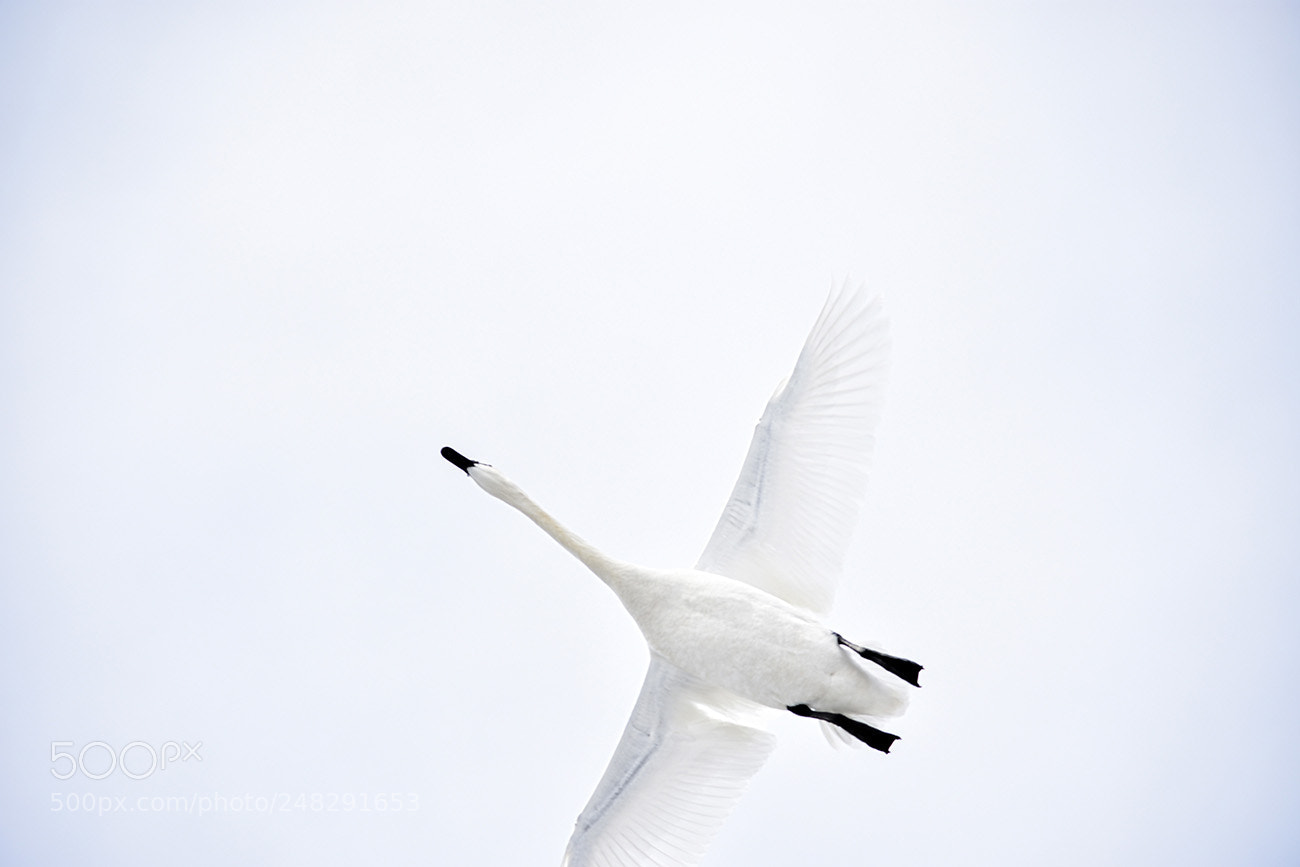 Nikon D3400 sample photo. Trumpeter swan/ cygne trompette photography